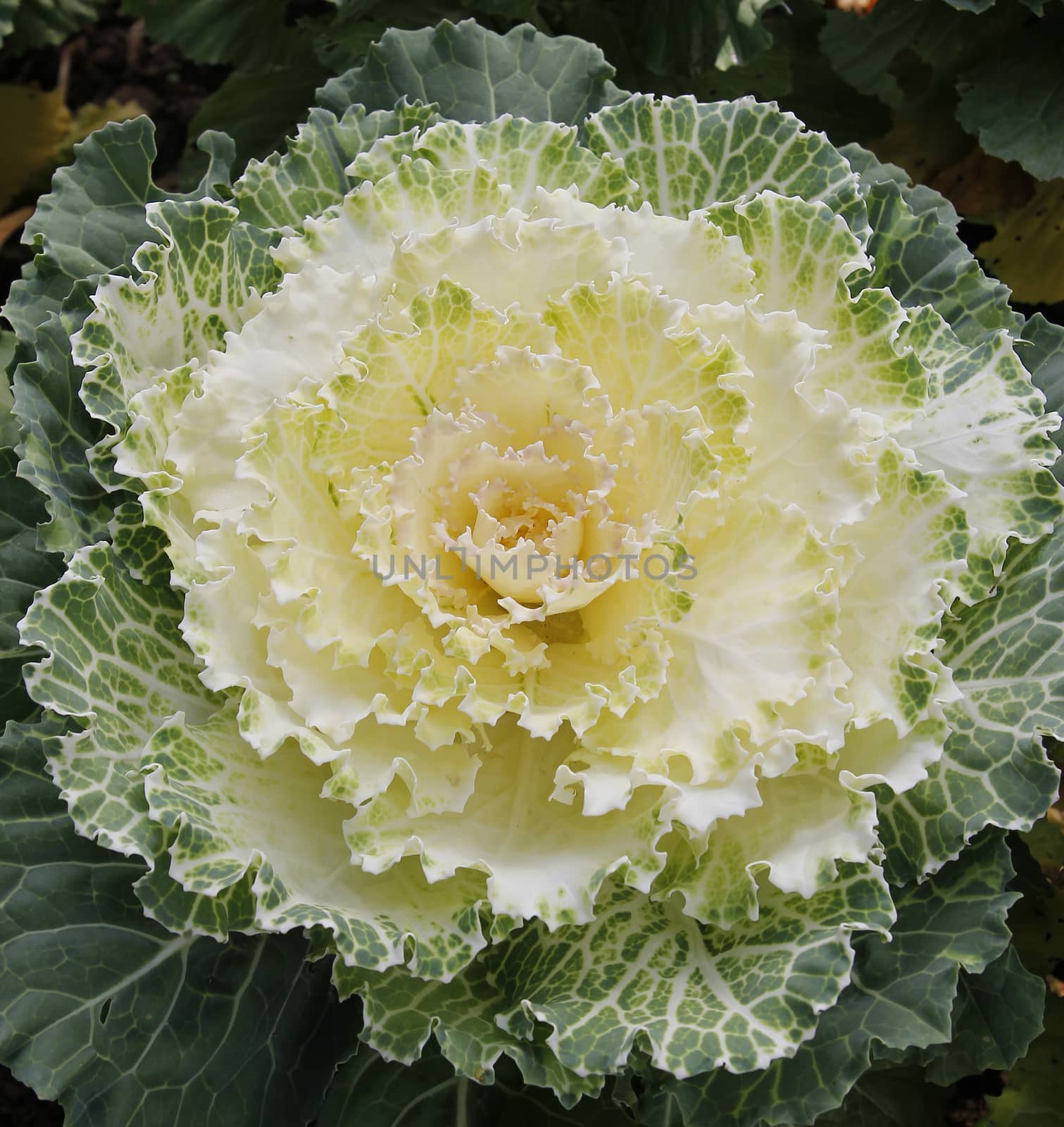 the cauliflower in the vegetable garden