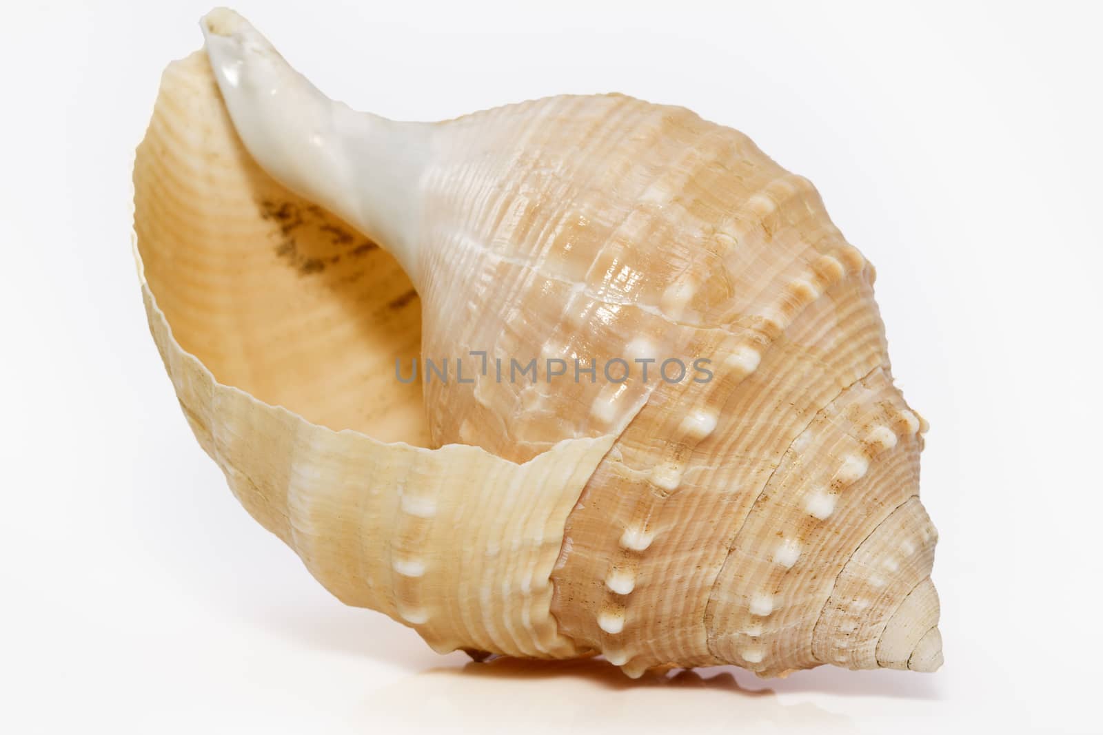 single seashell of underwater snail isolated on white background