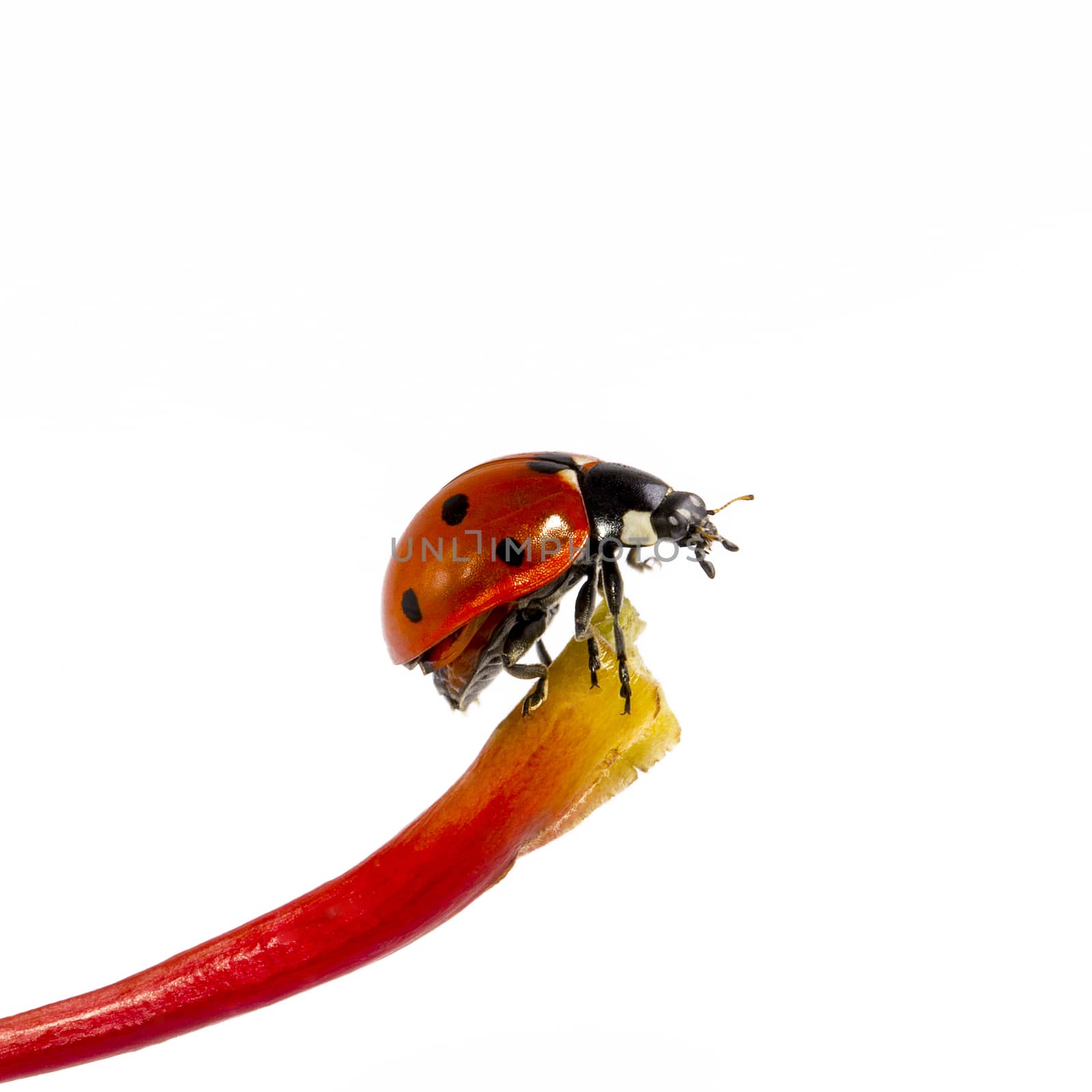 single ladybug on blade isolated on white background by mychadre77