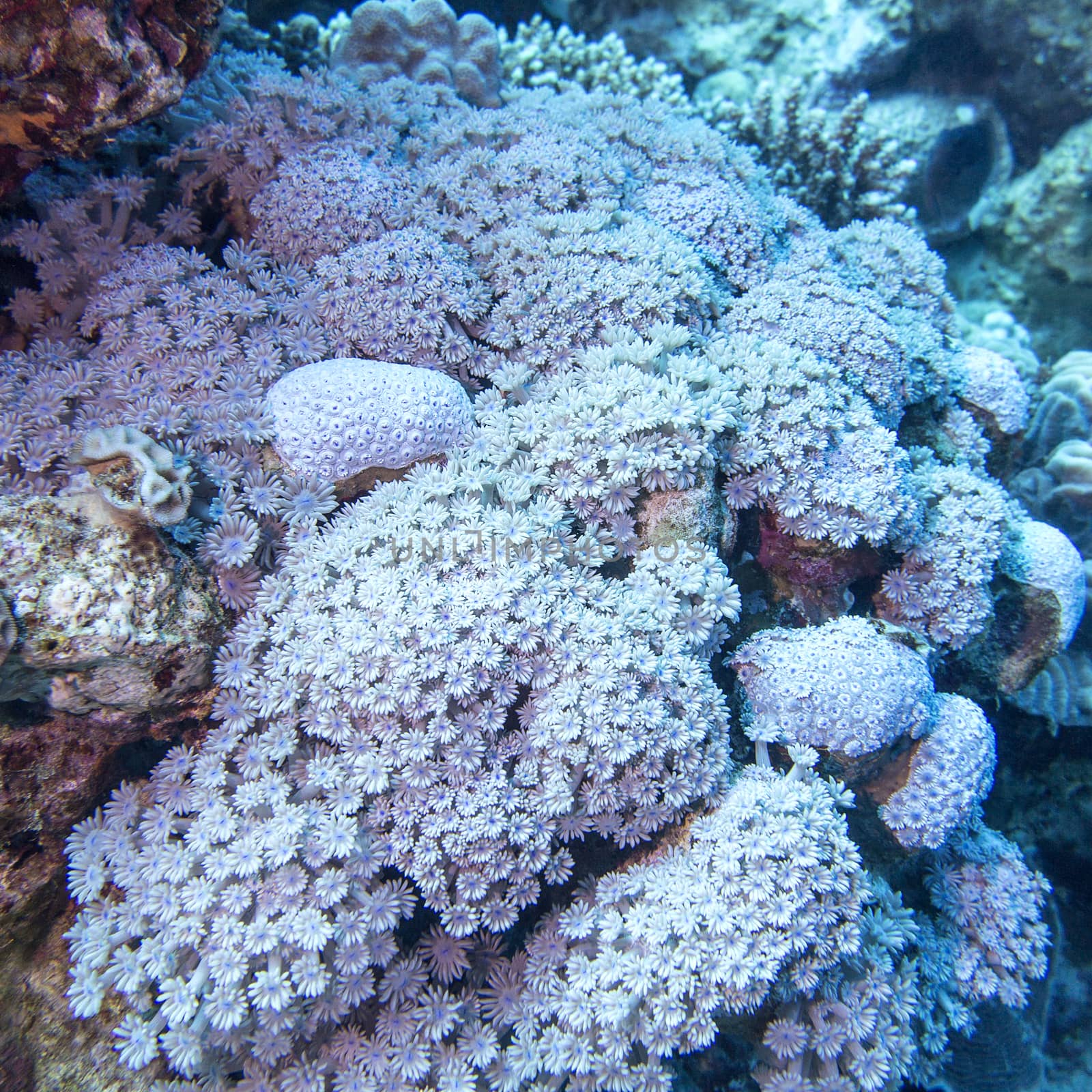 coral reef with soft coral sessile xenia at the bottom of tropical sea , underwater