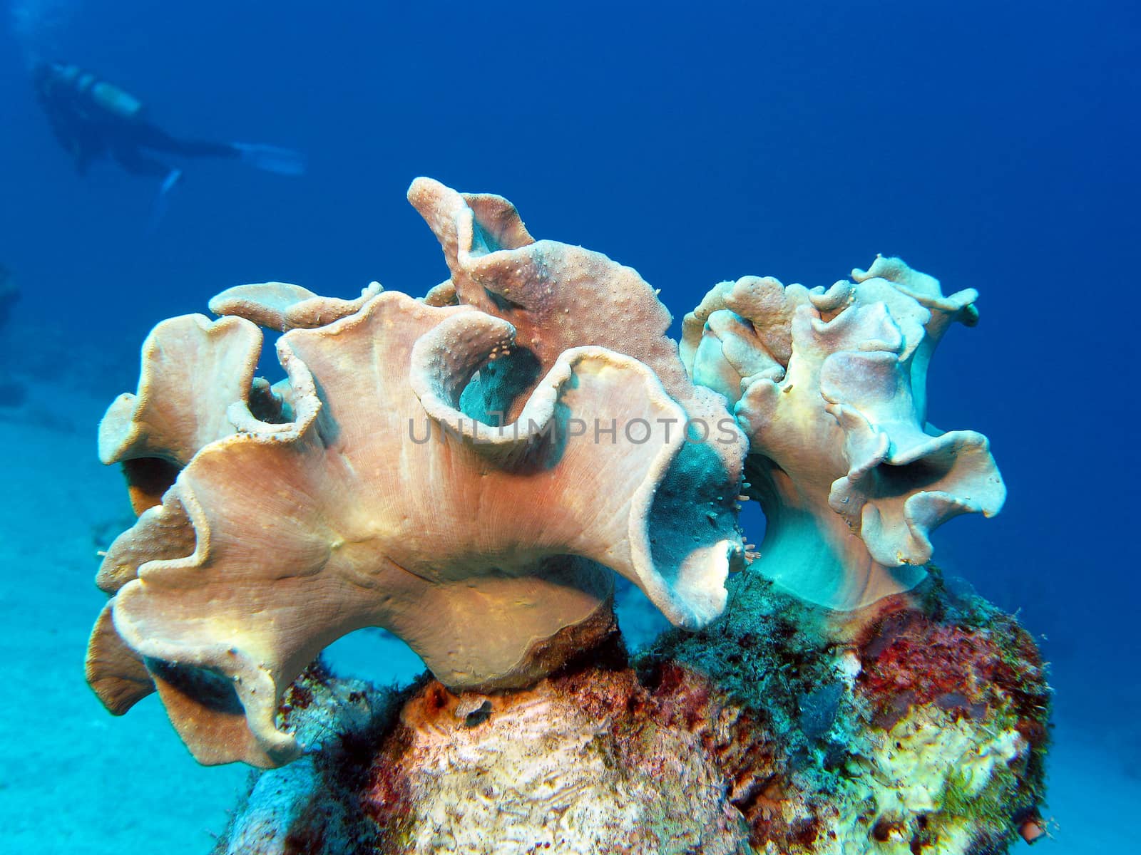 coral reef with soft coral and diver in tropical sea, underwater