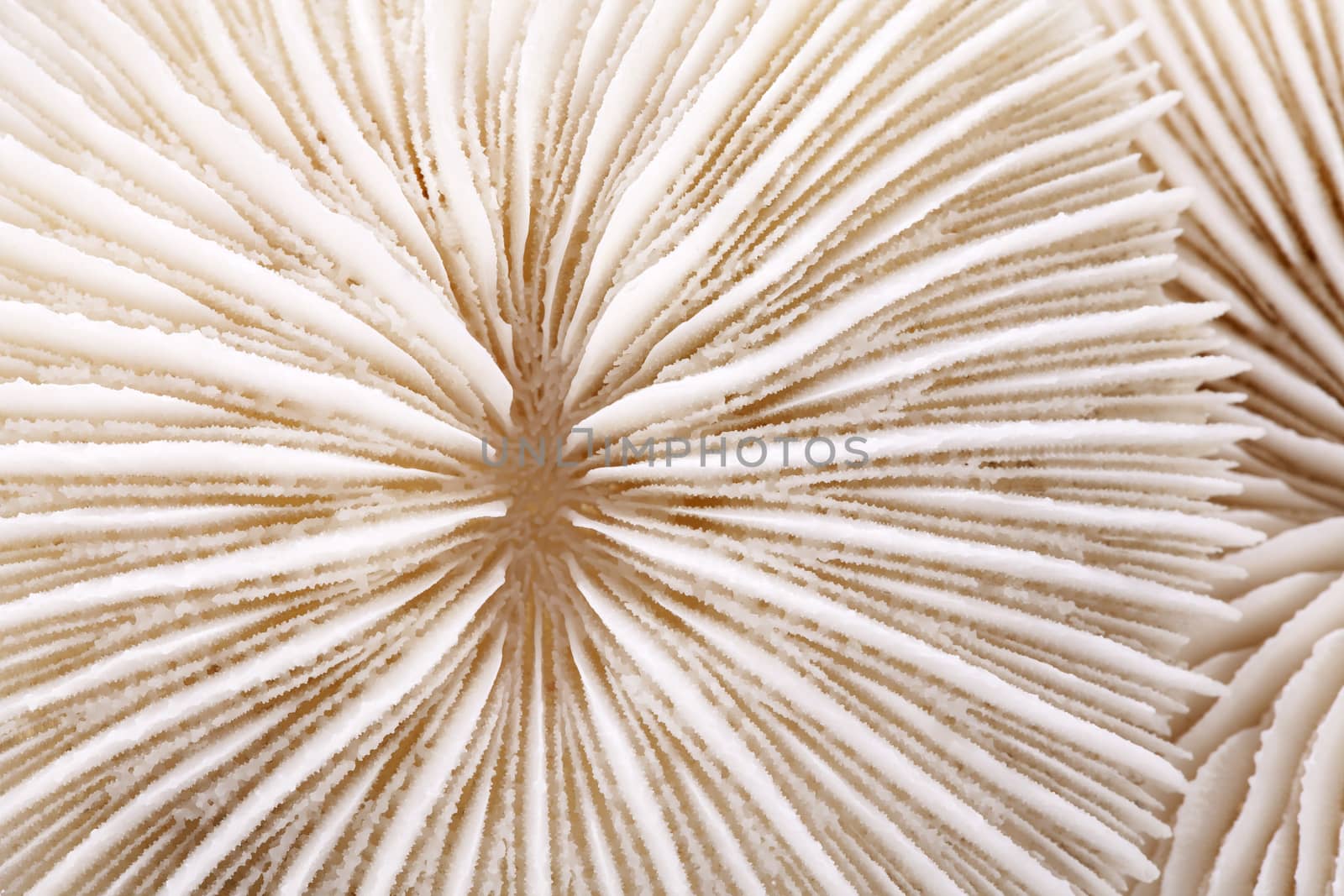 background of seashell of Fungia  , close up.