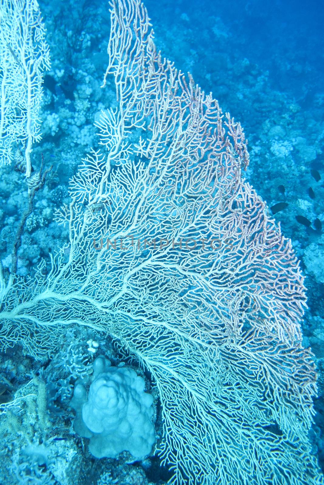 great gorgonian at the bottom of tropical sea at great depths by mychadre77