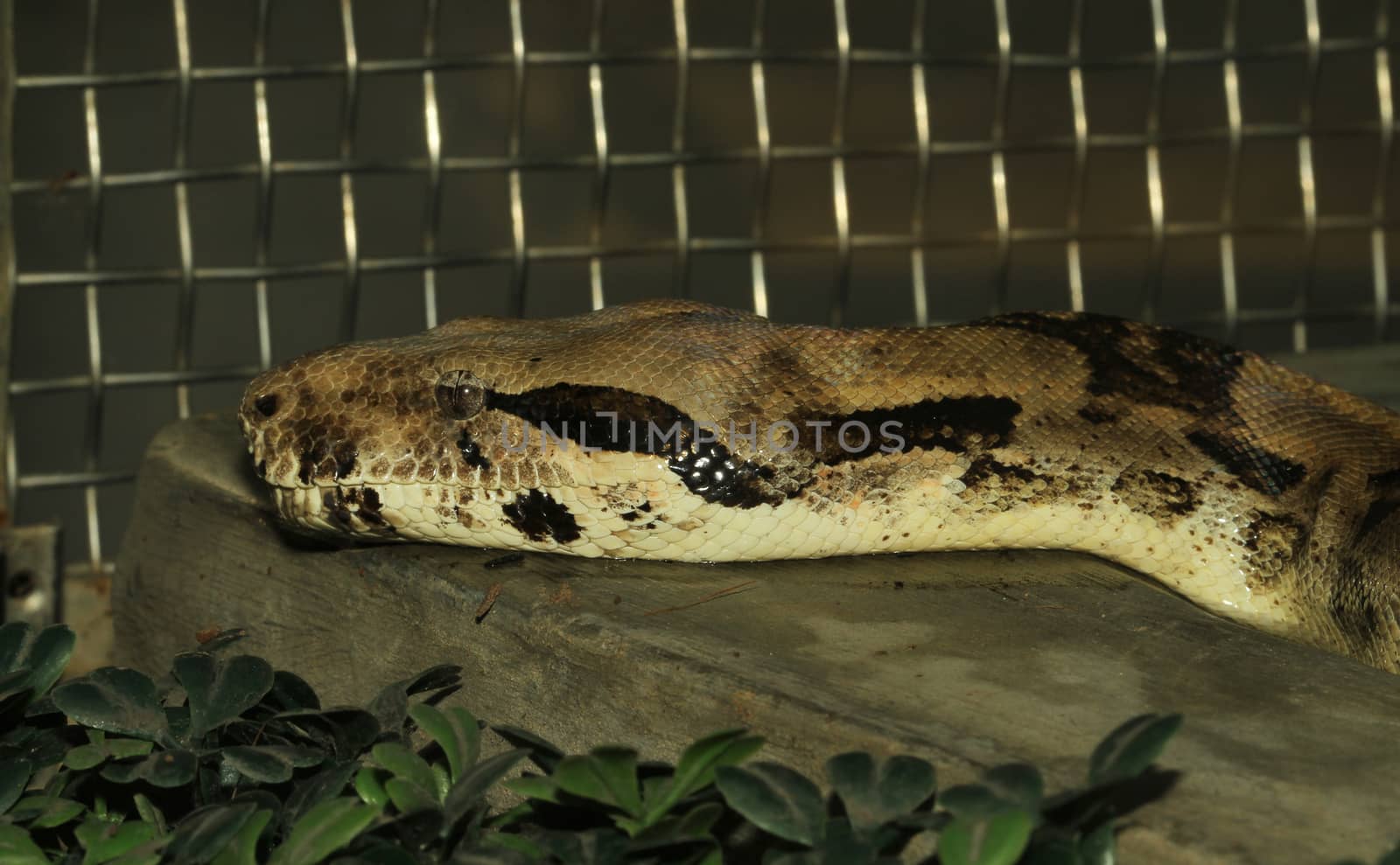 close up head Boa constrictor in box