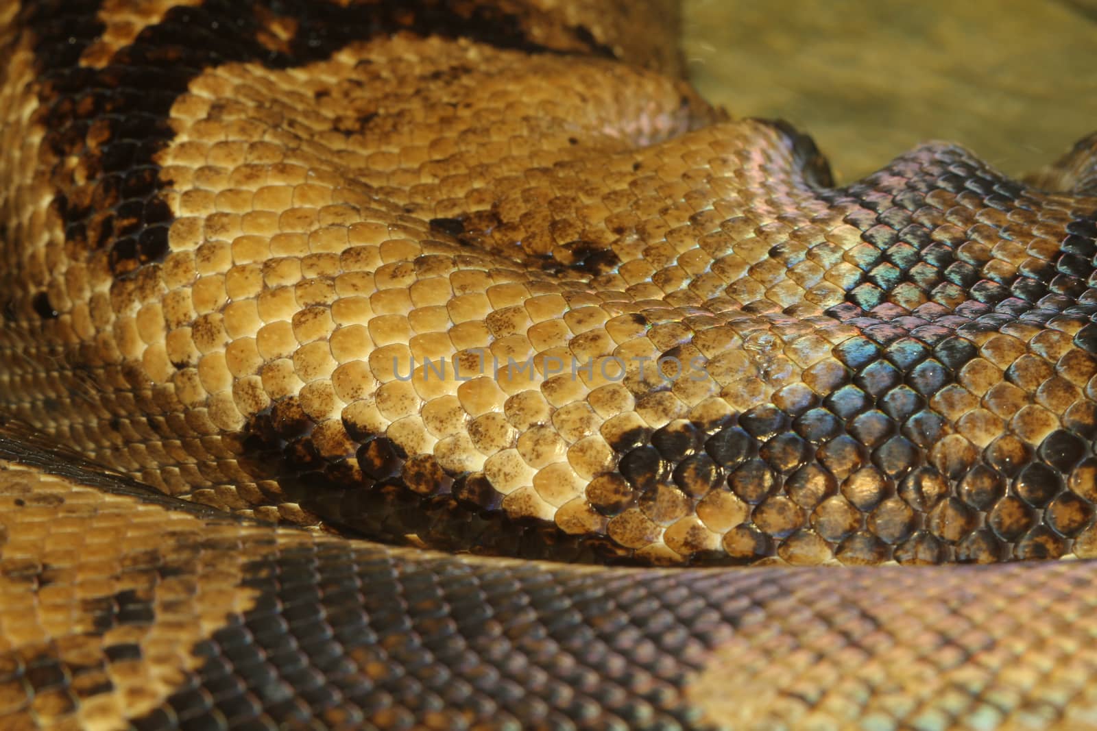 close up boa constrictor snake skin