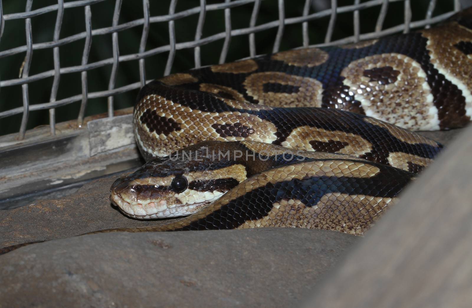 Ball python snake  