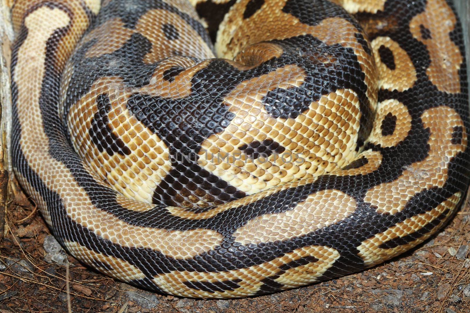 close up Ball python snake skin