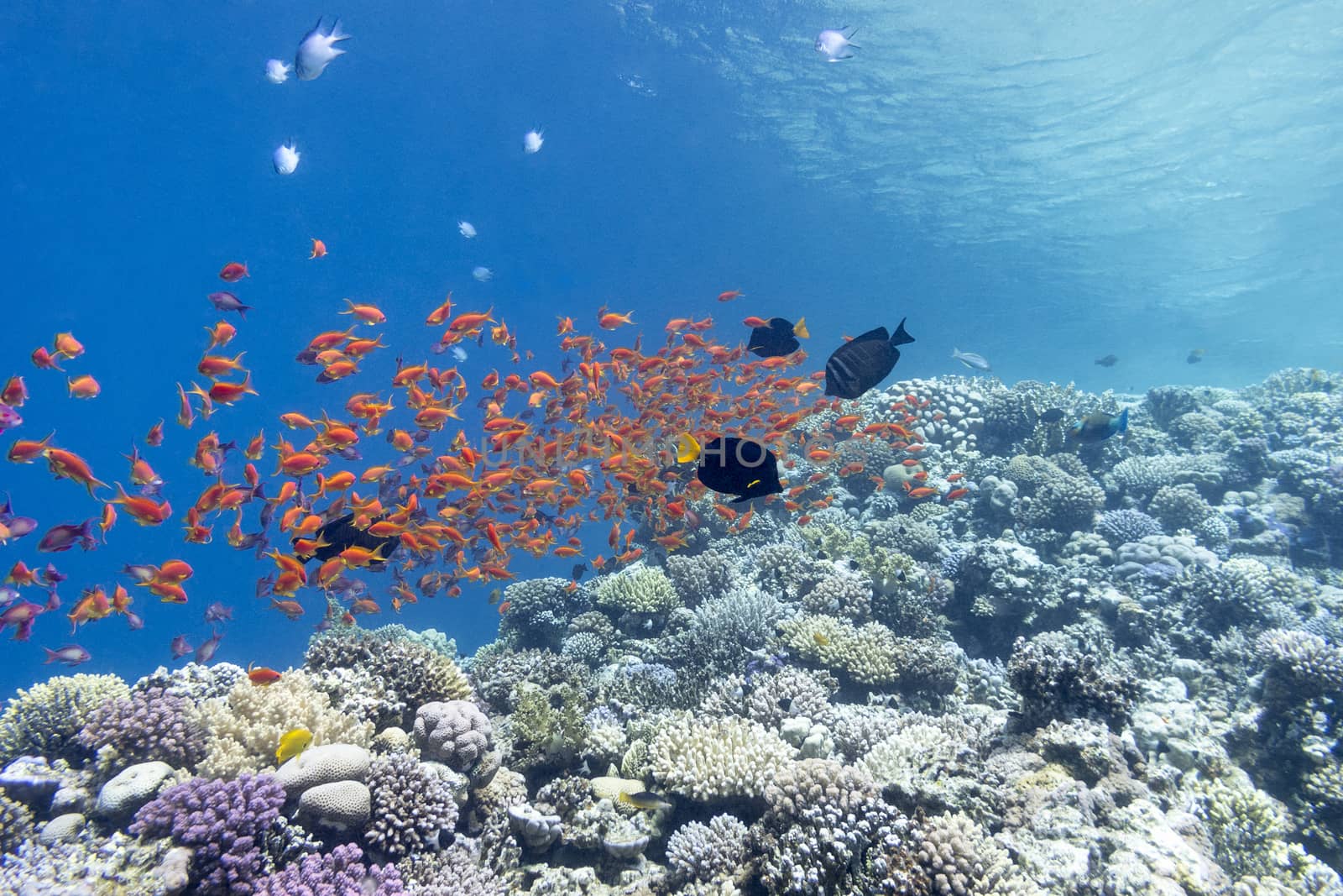  coral reef with shoal of fishes scalefin anthias, underwater by mychadre77