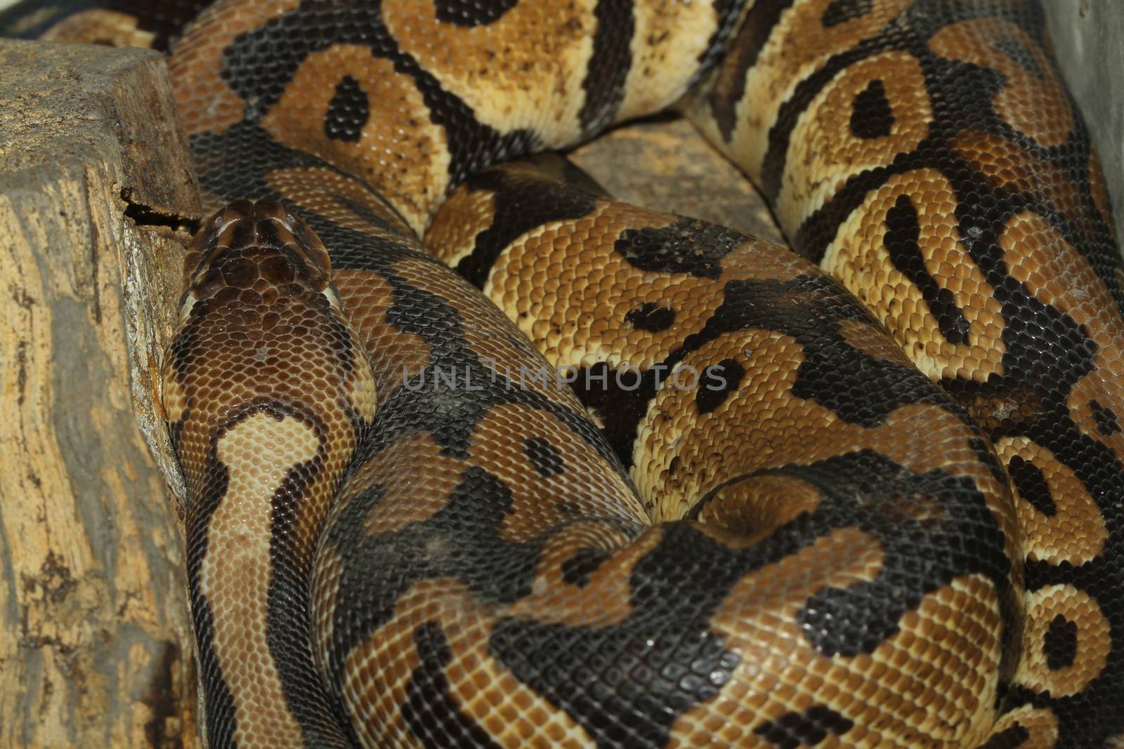 head ball python snake
