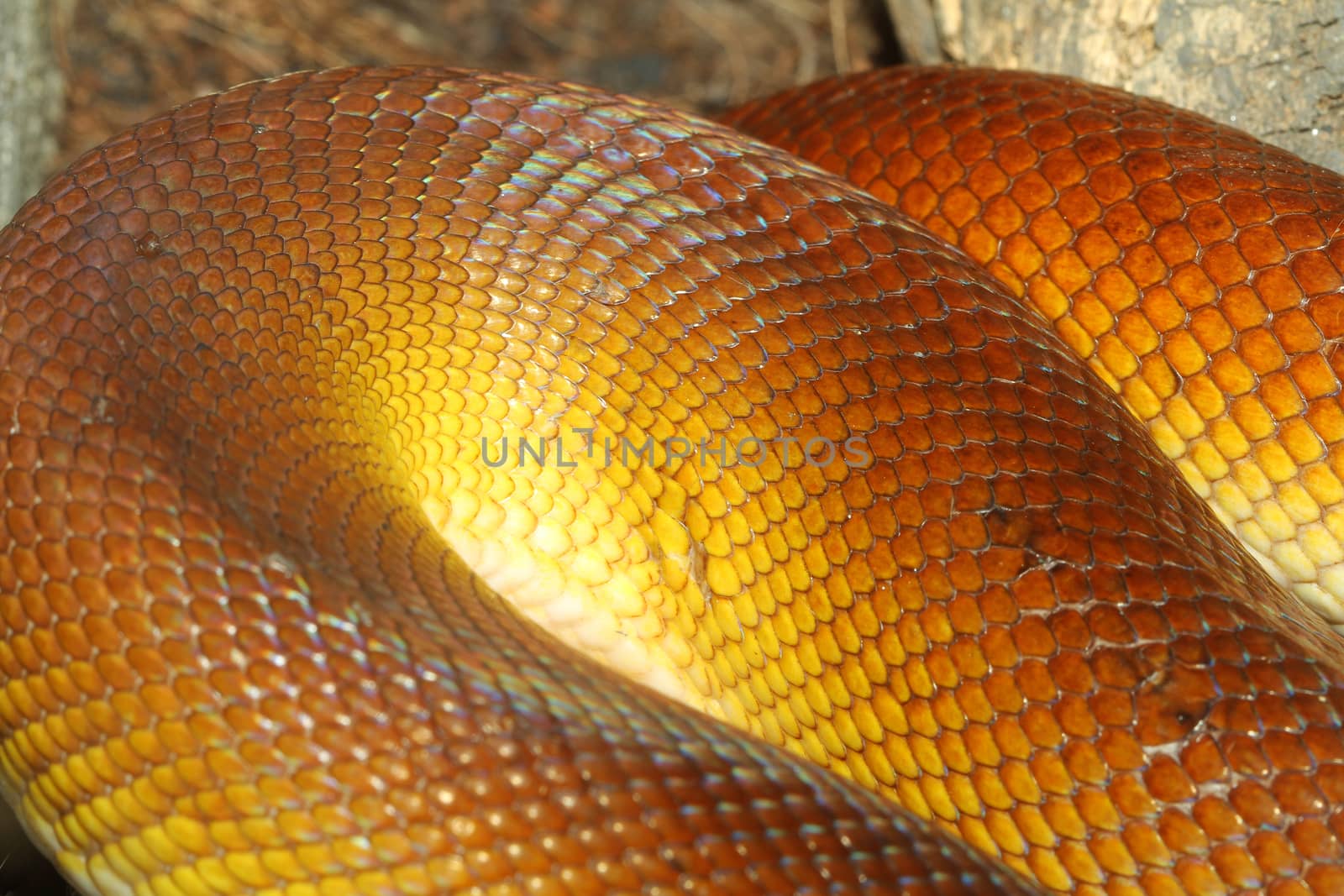 White-lipped Python (Leiopython albertisii) snake skin