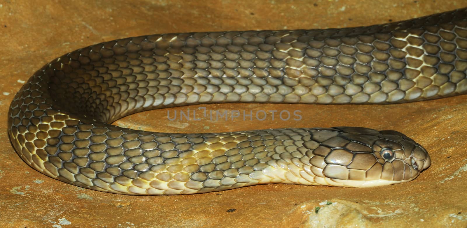 king cobra snake  by pumppump