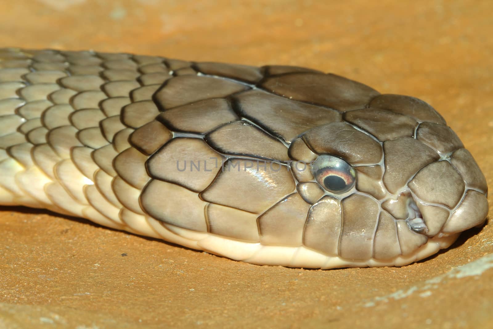 head shot king cobra snake on sand