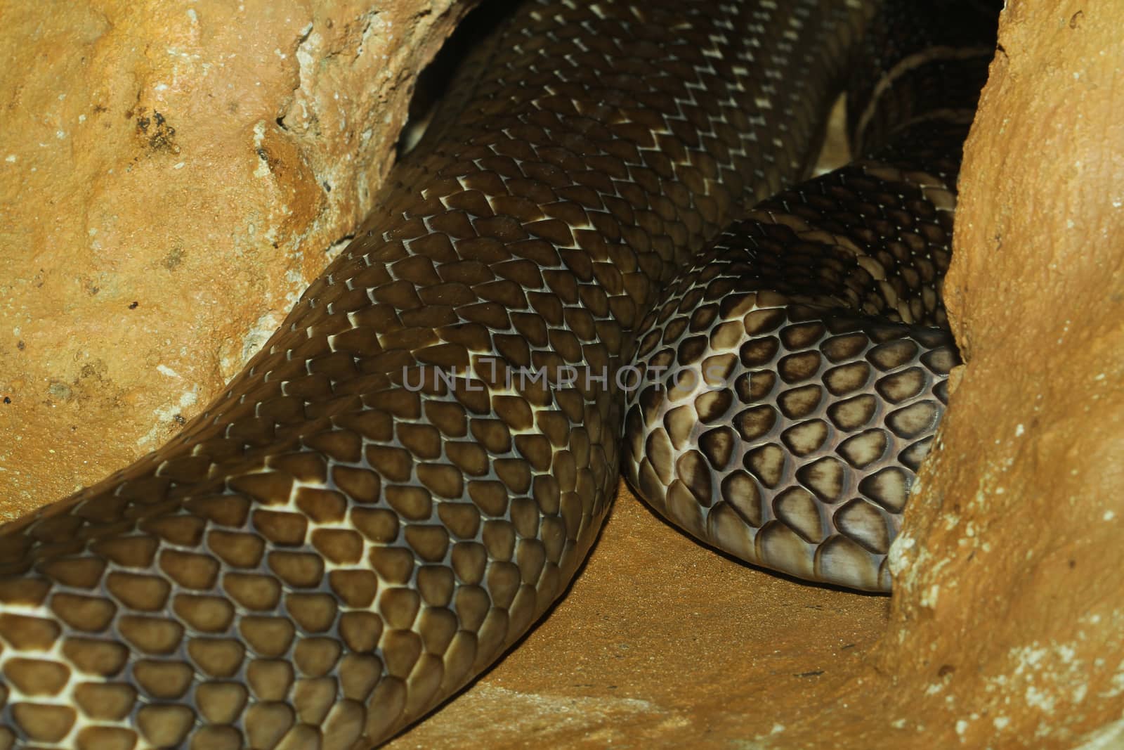 king cobra snake hidden in cave