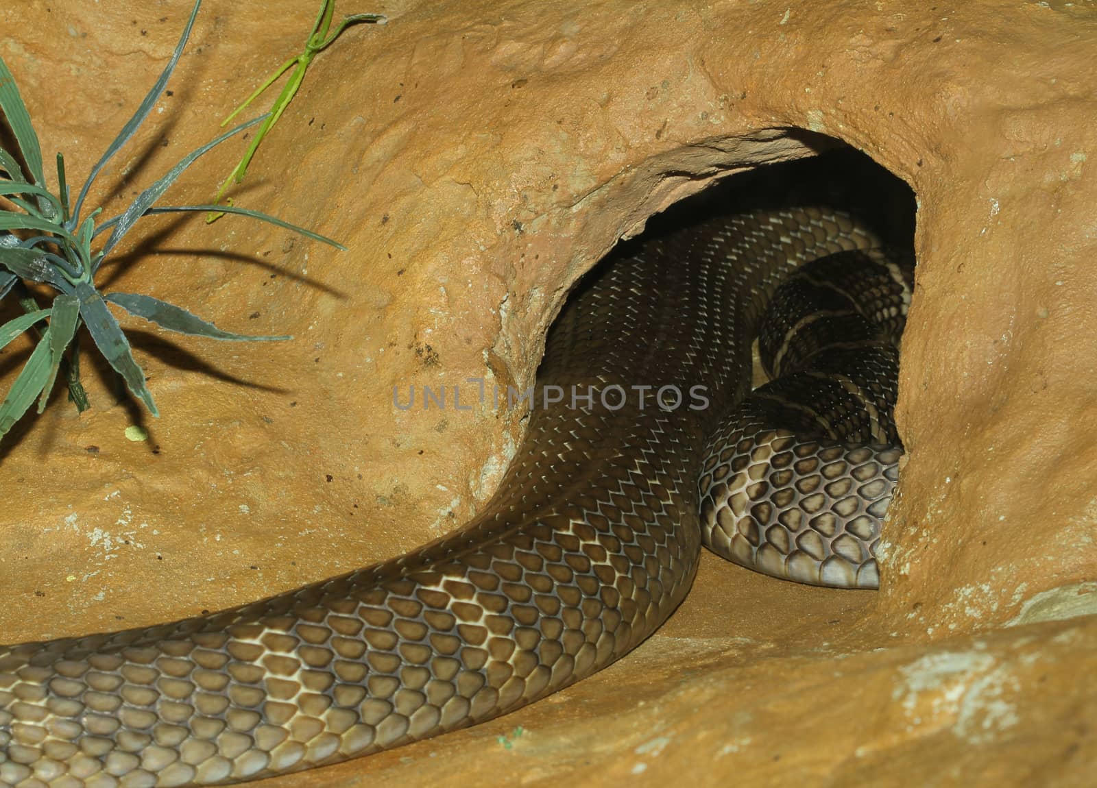 king cobra snake hidden in cave