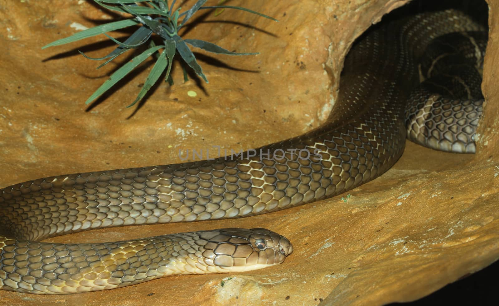 king cobra snake hidden in cave