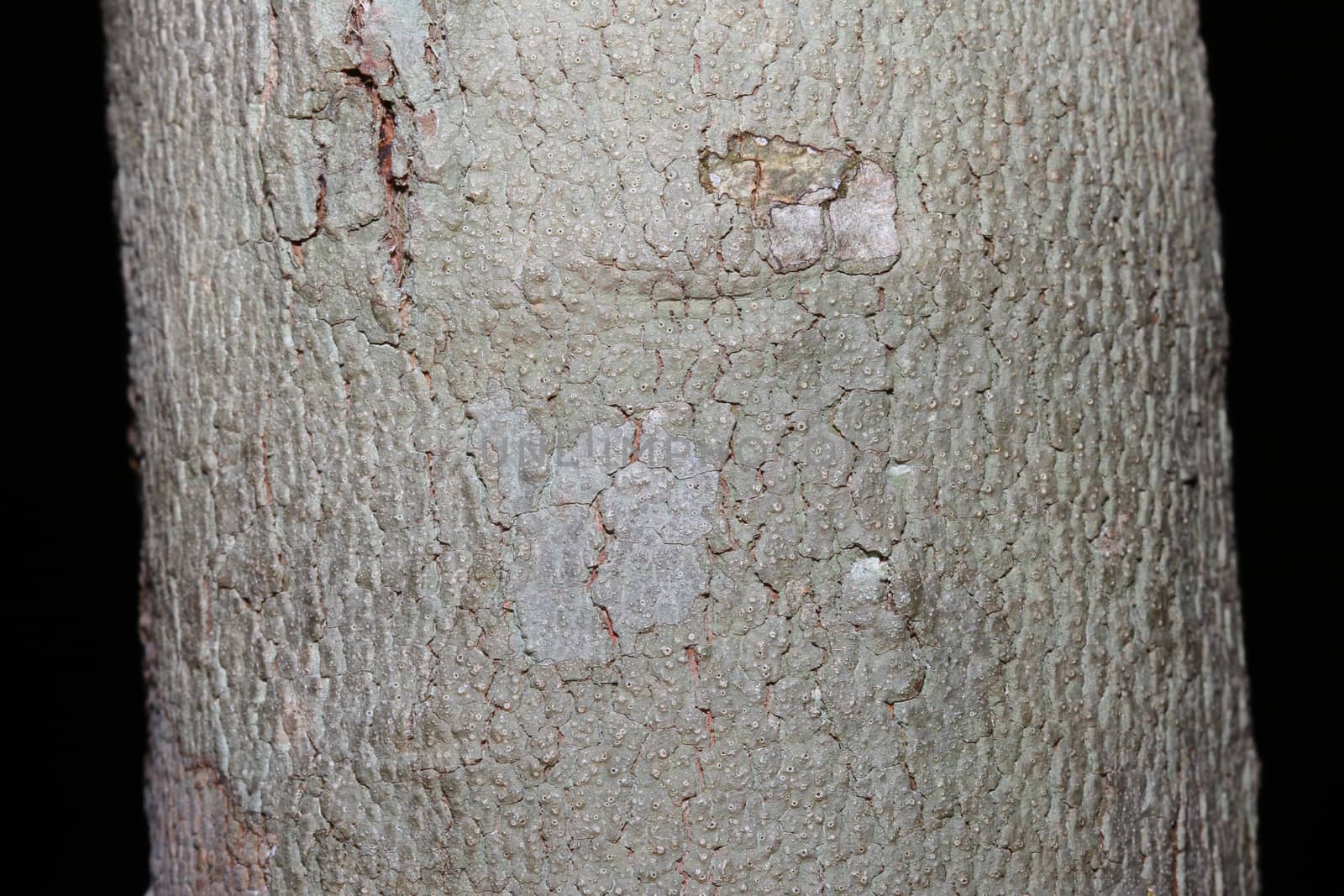 Tree bark texture in black background