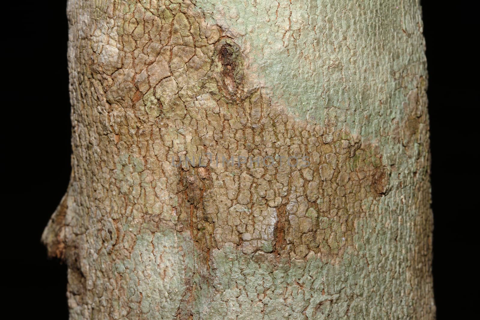 Tree bark texture in nature thailand