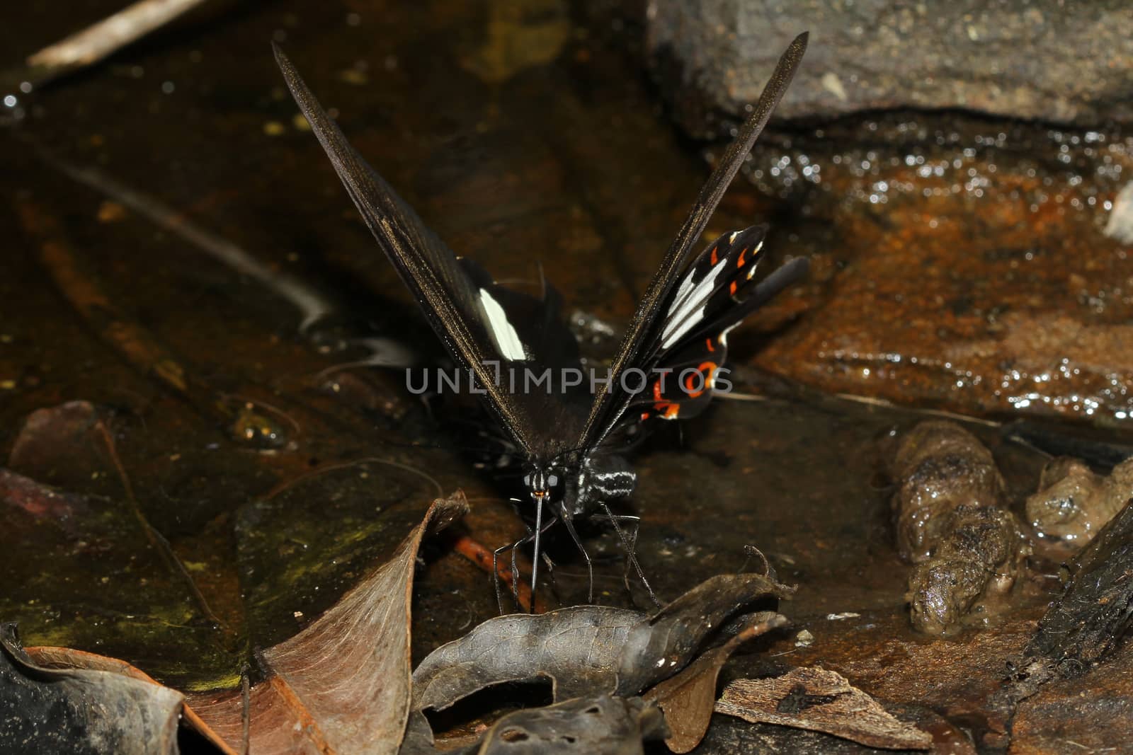 The butterfly at waterfall in thailand