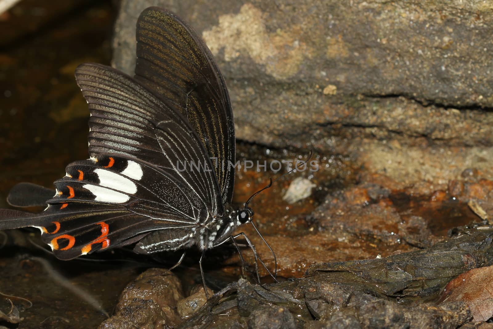 black butterfly in nature waterfall thailand