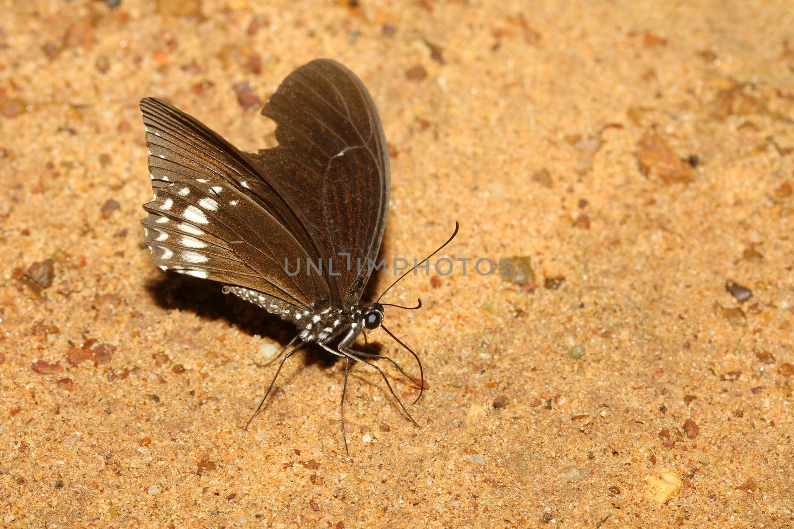 brown butterfly on sand in thailand