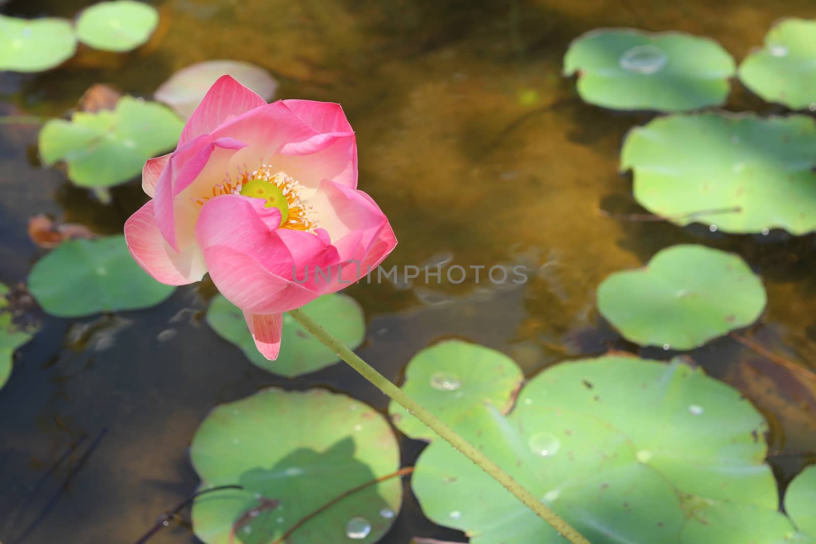 pink lotus flower in the garden by pumppump