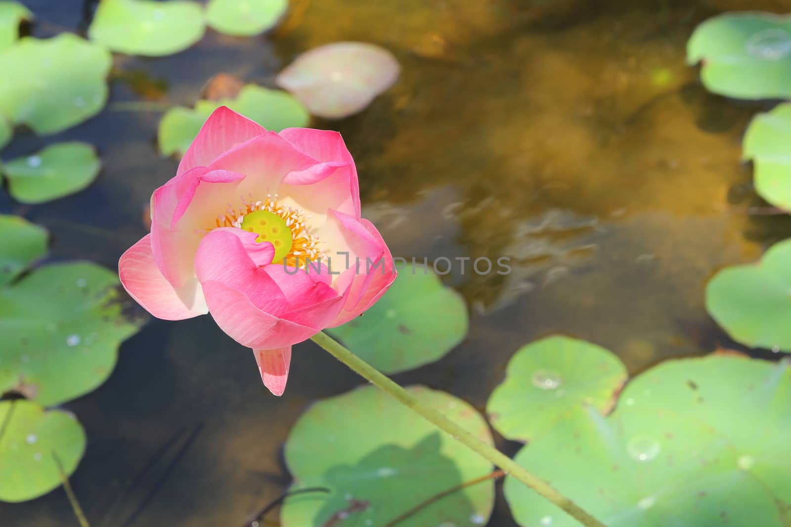 pink lotus flower in the garden ,thailand