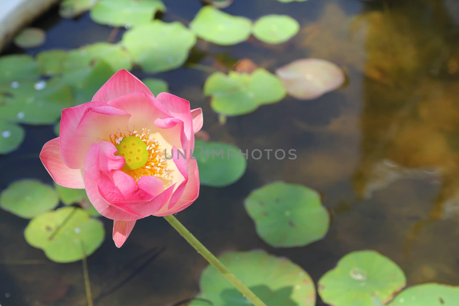 pink lotus flower in the garden by pumppump