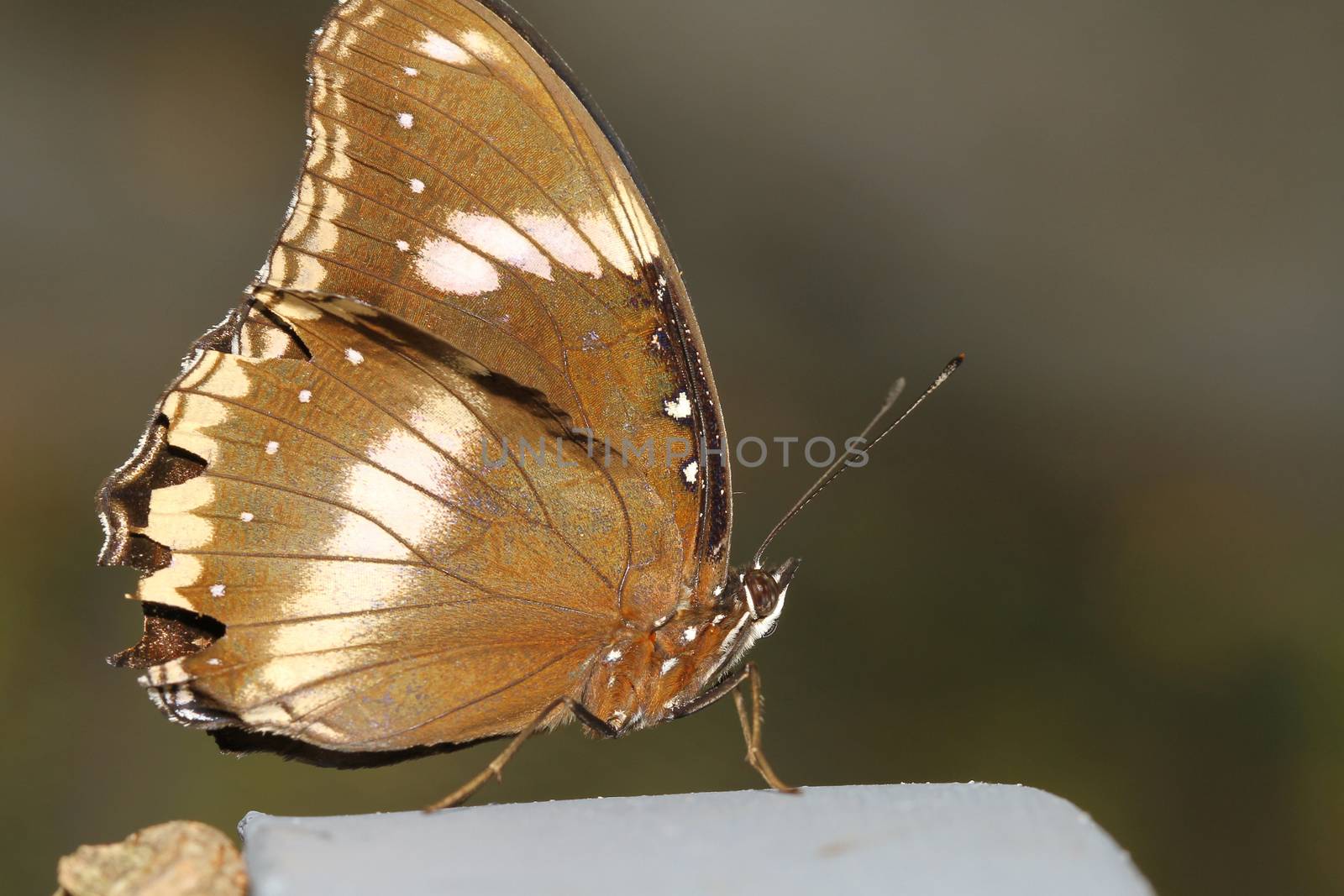 close up brown butterfly in garden ,thailand