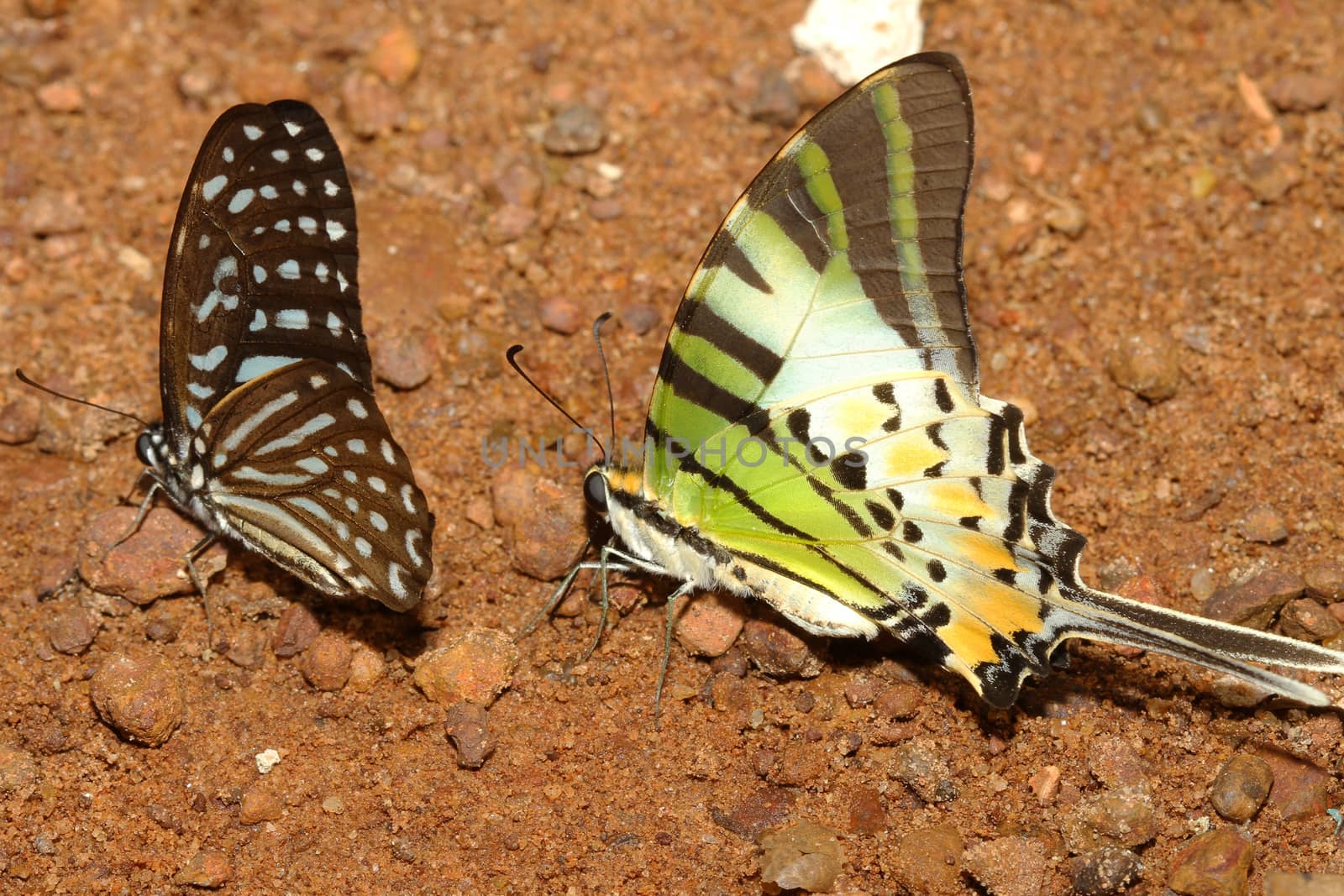 two butterfly on ground in forest by pumppump