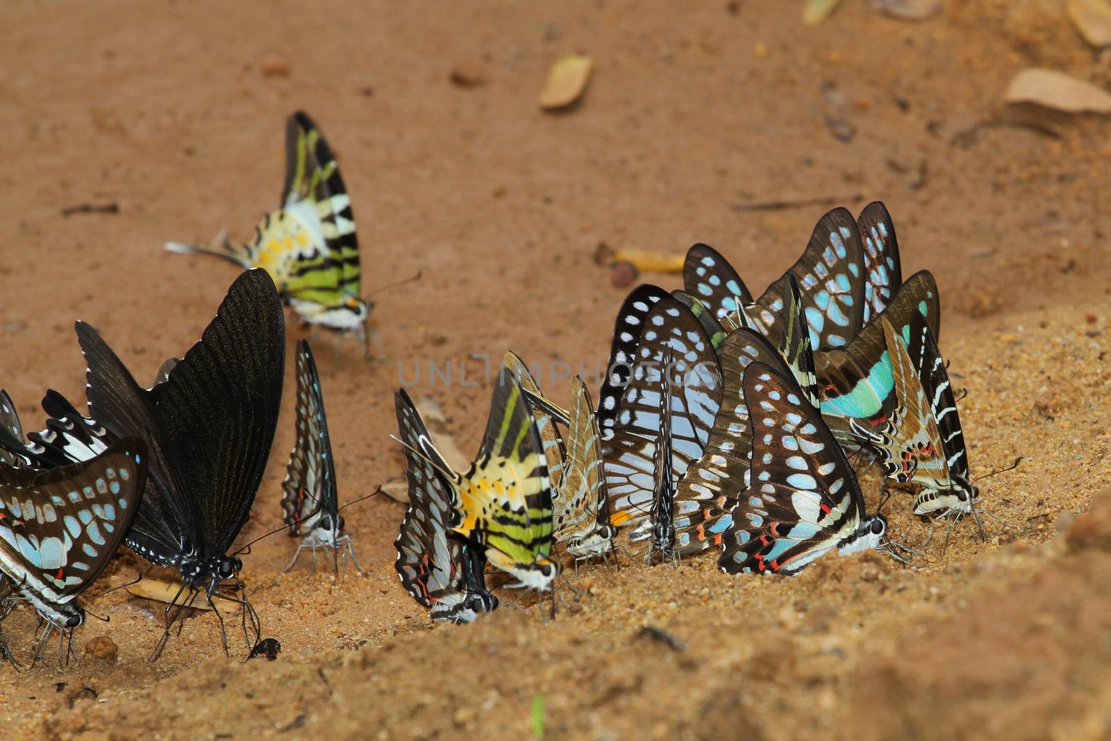 butterfly group in forest thailand