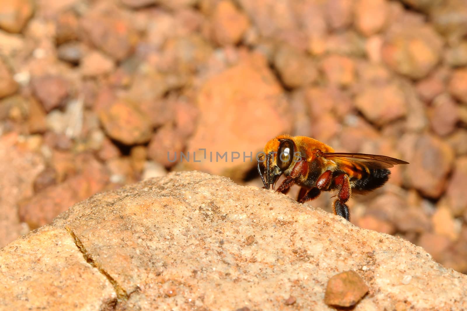Bee on rock in forest thailand