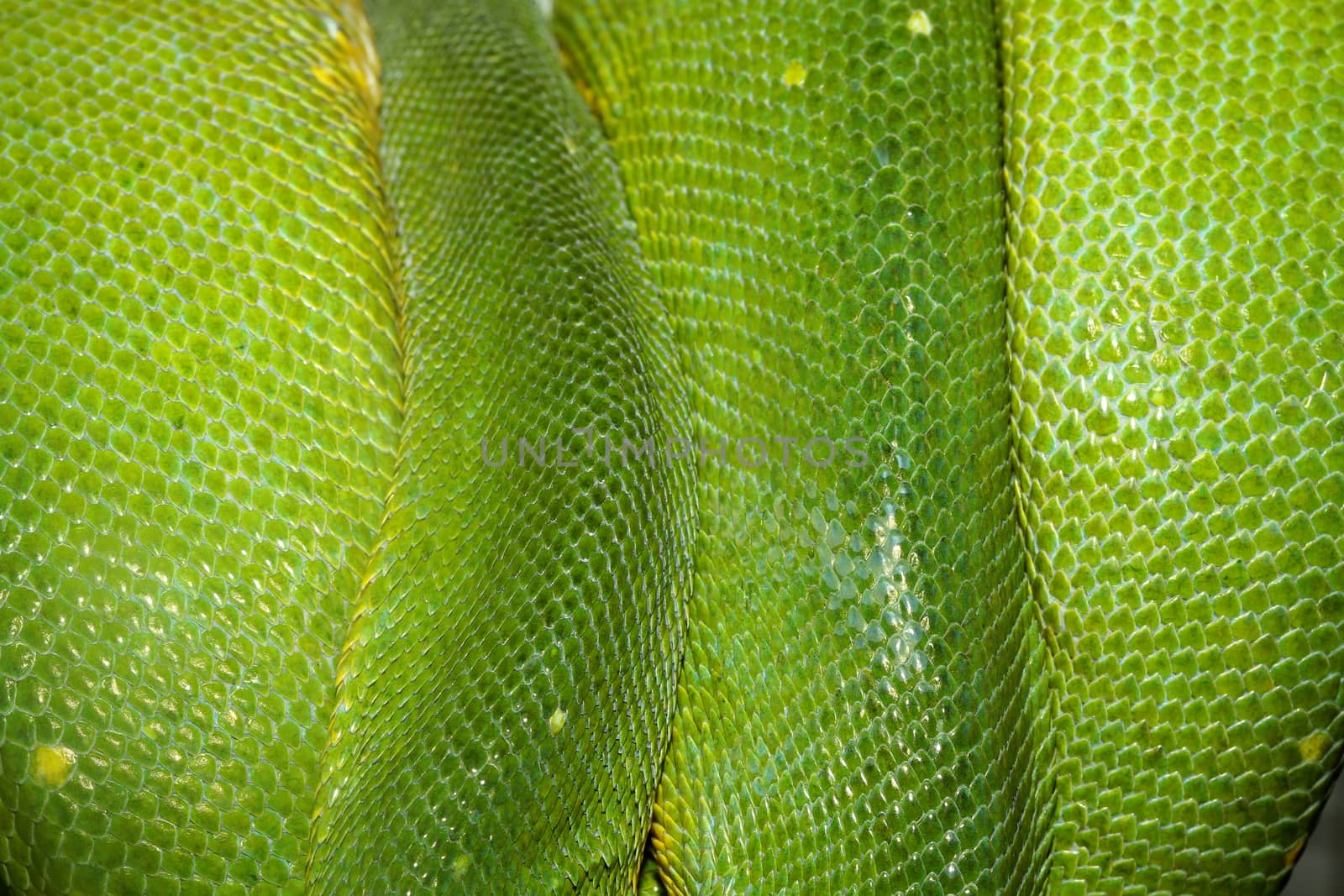 green tree python skin by pumppump