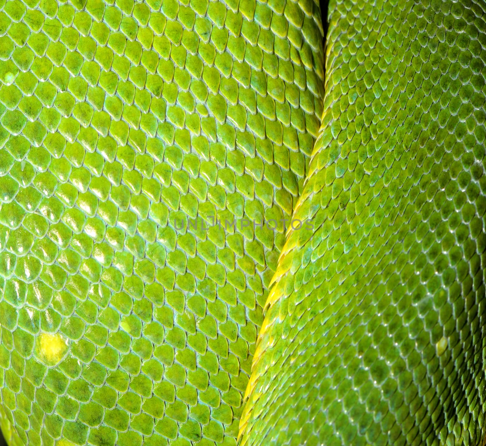 close up green tree python skin