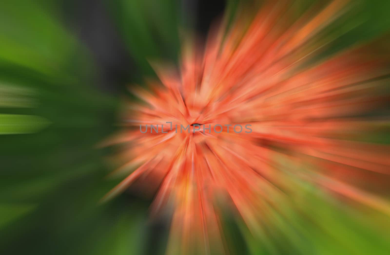 blur orange flower 