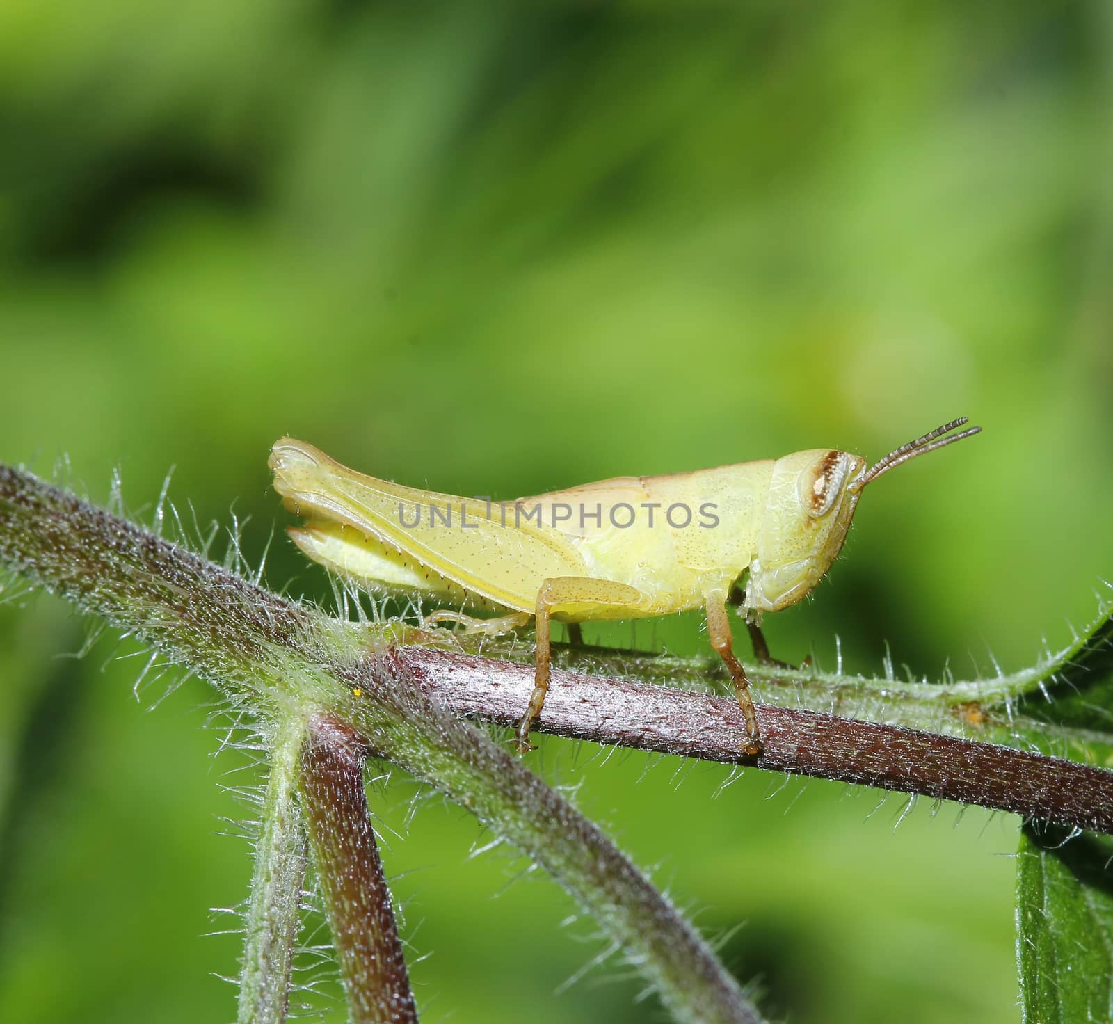 close up grasshopper by pumppump