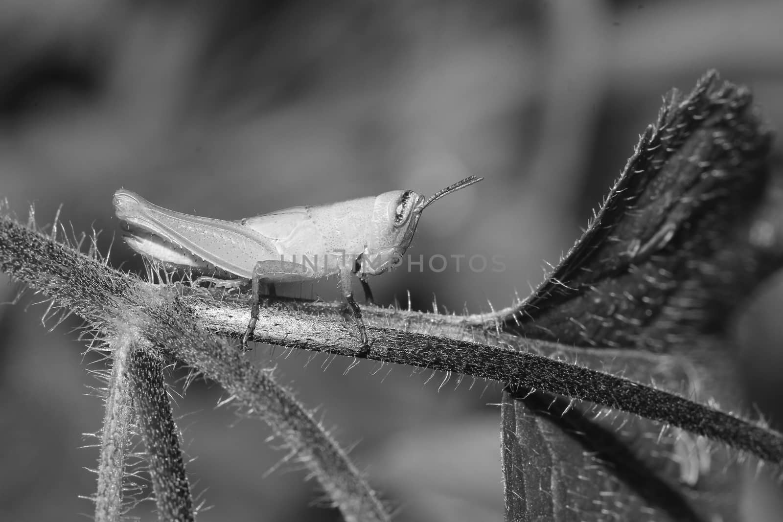 black and white grasshopper
