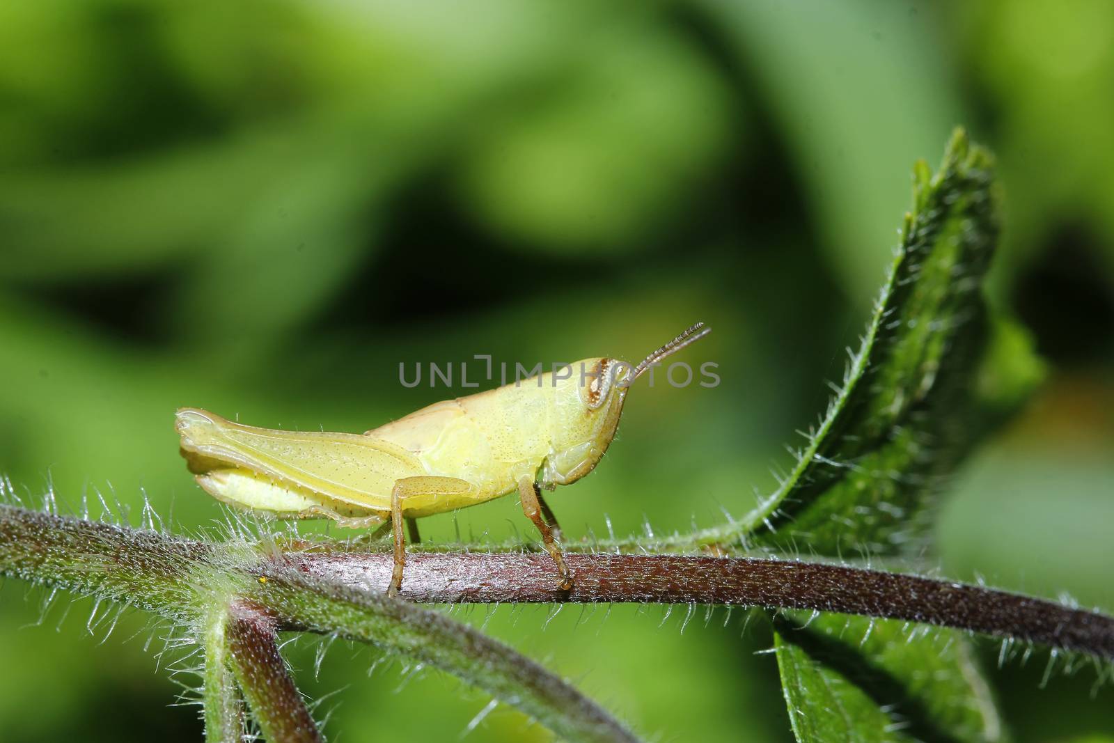 close up grasshopper