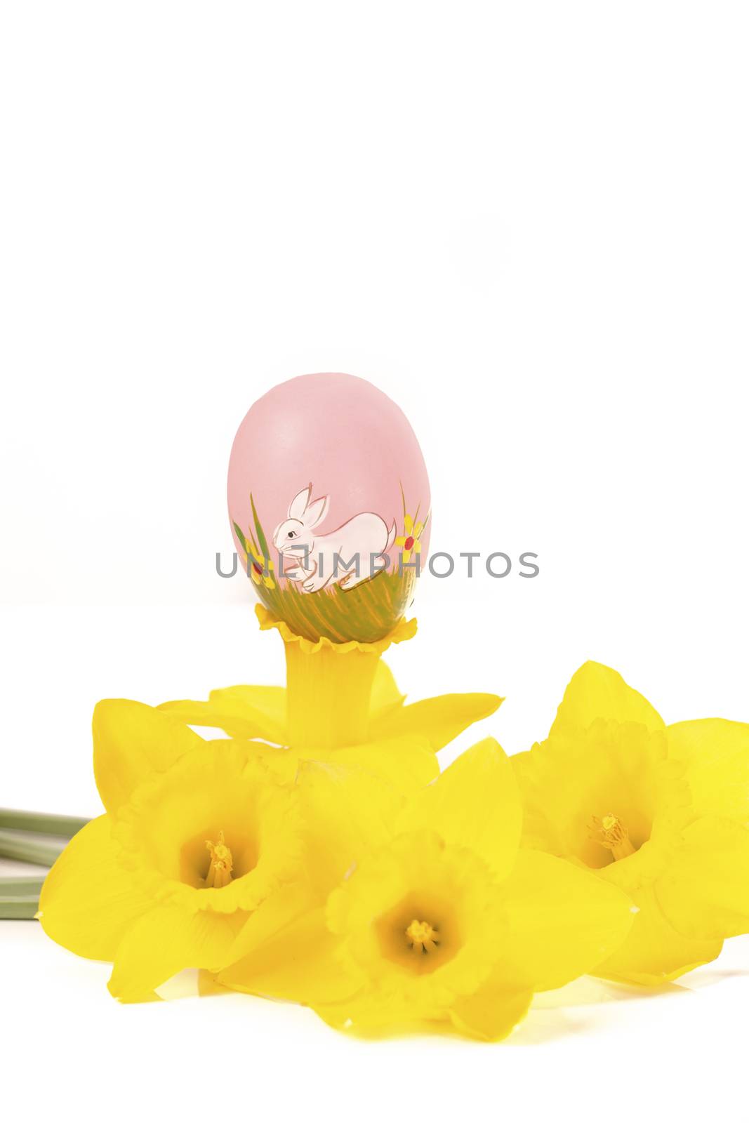 easter egg in Jonquil primrose by CatherineL-Prod