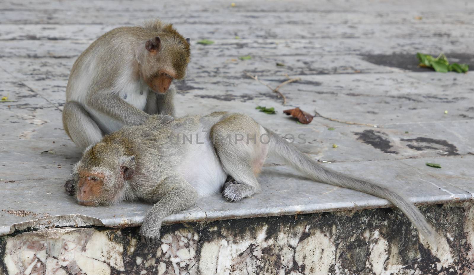 Monkey looking for fleas and ticks by pumppump