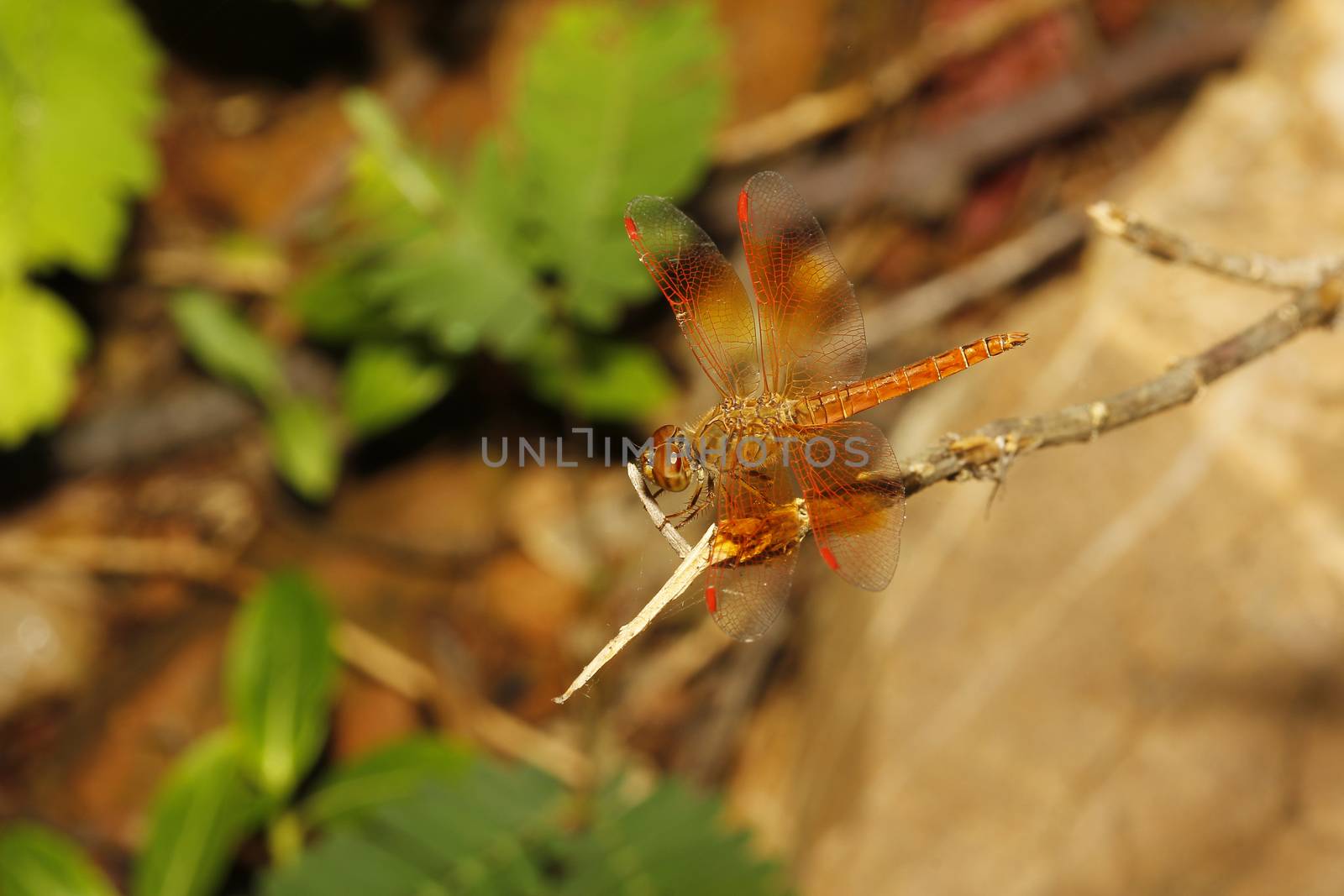 orange dragonfly in garden thailand by pumppump