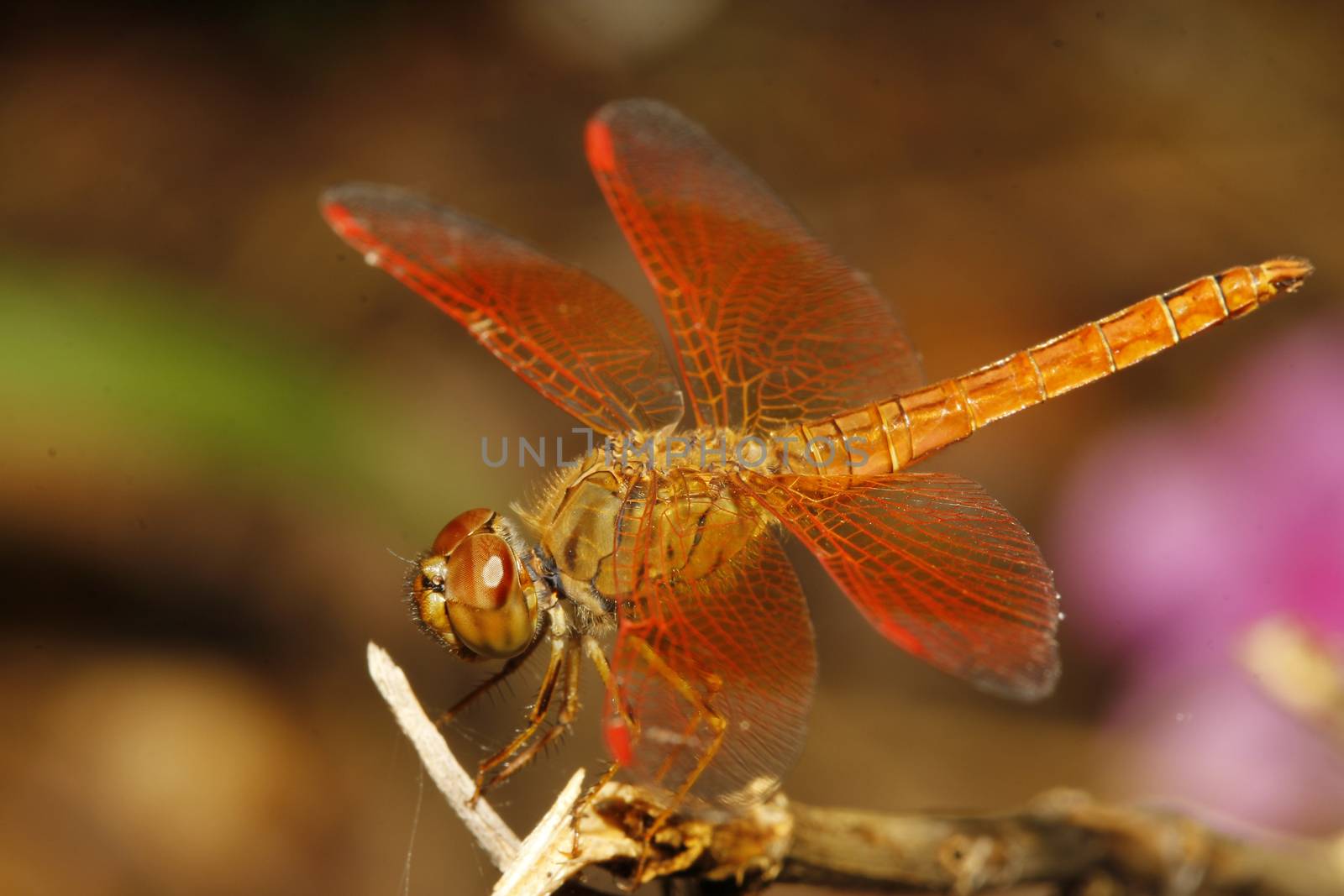 close up orange dragonfly in garden thailand