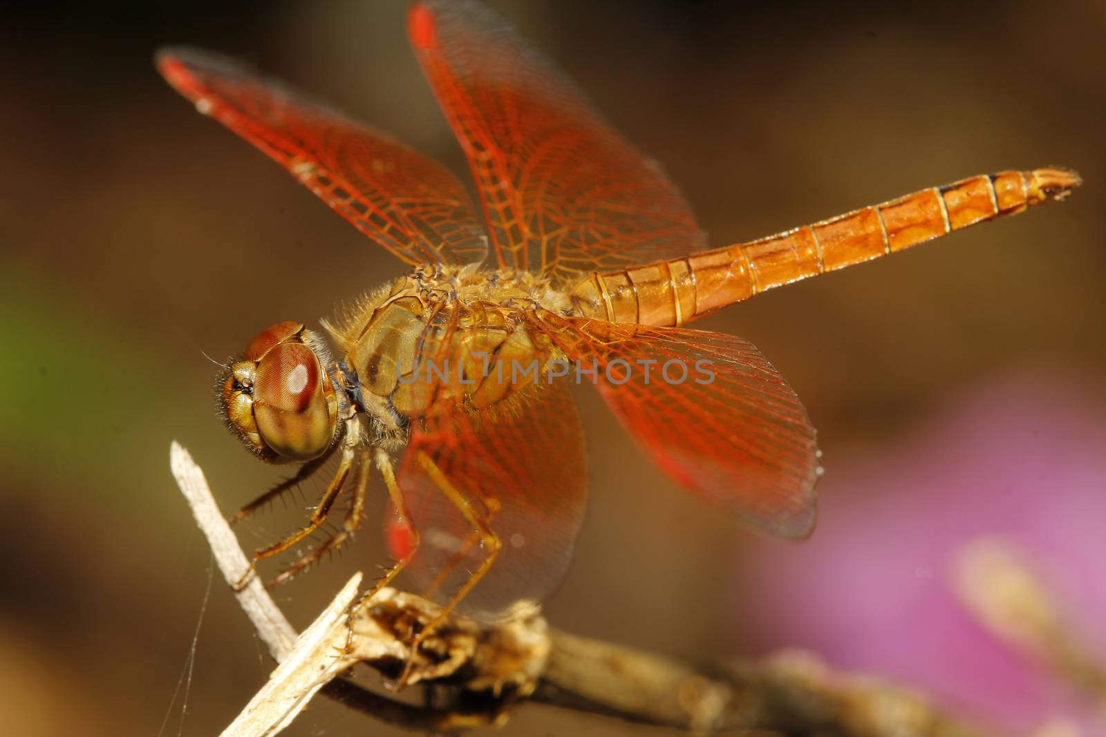 close up orange dragonfly on tree in garden thailand