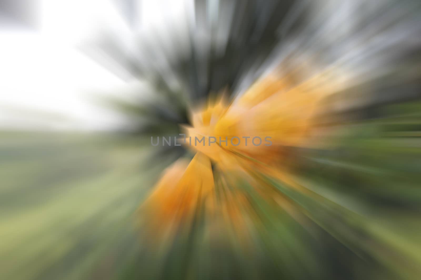 blur flower background