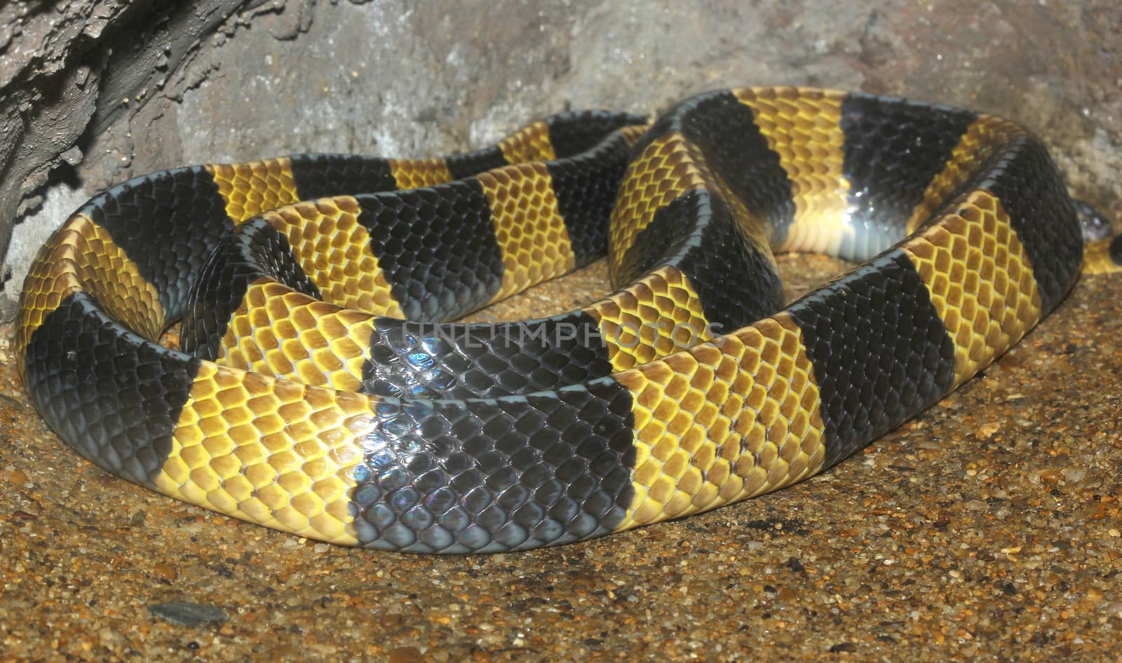 Krait snake skin in zoo thailand