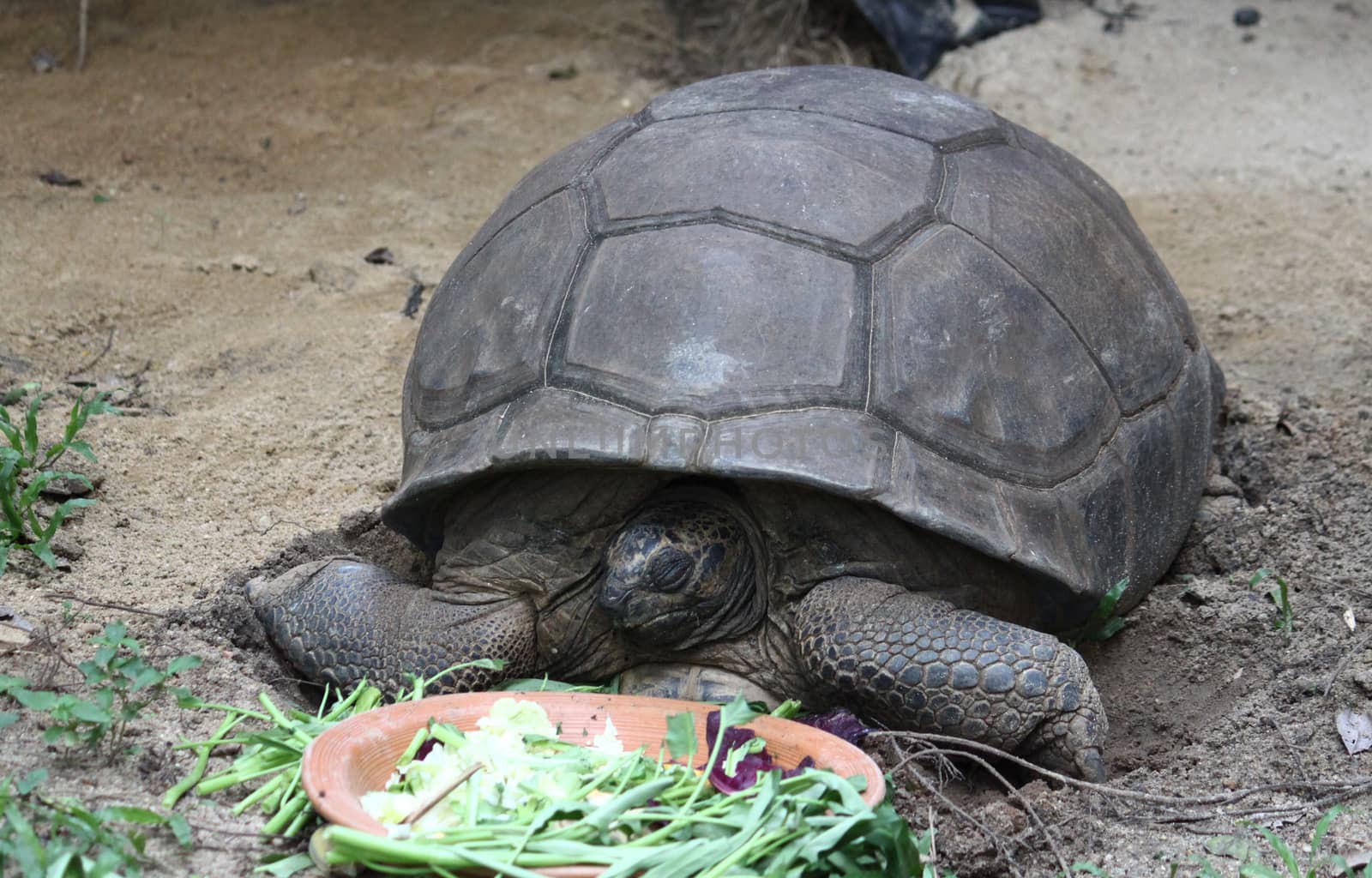 A giant Galapagos turtle sleeping 