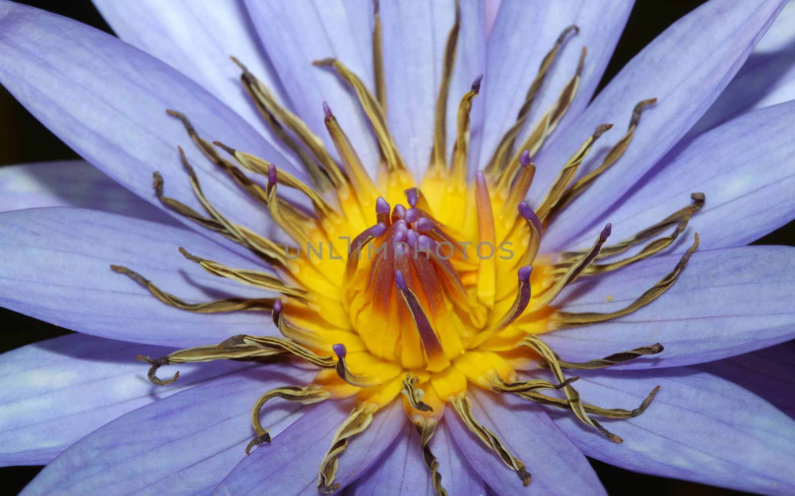 close up lotus flower  by pumppump