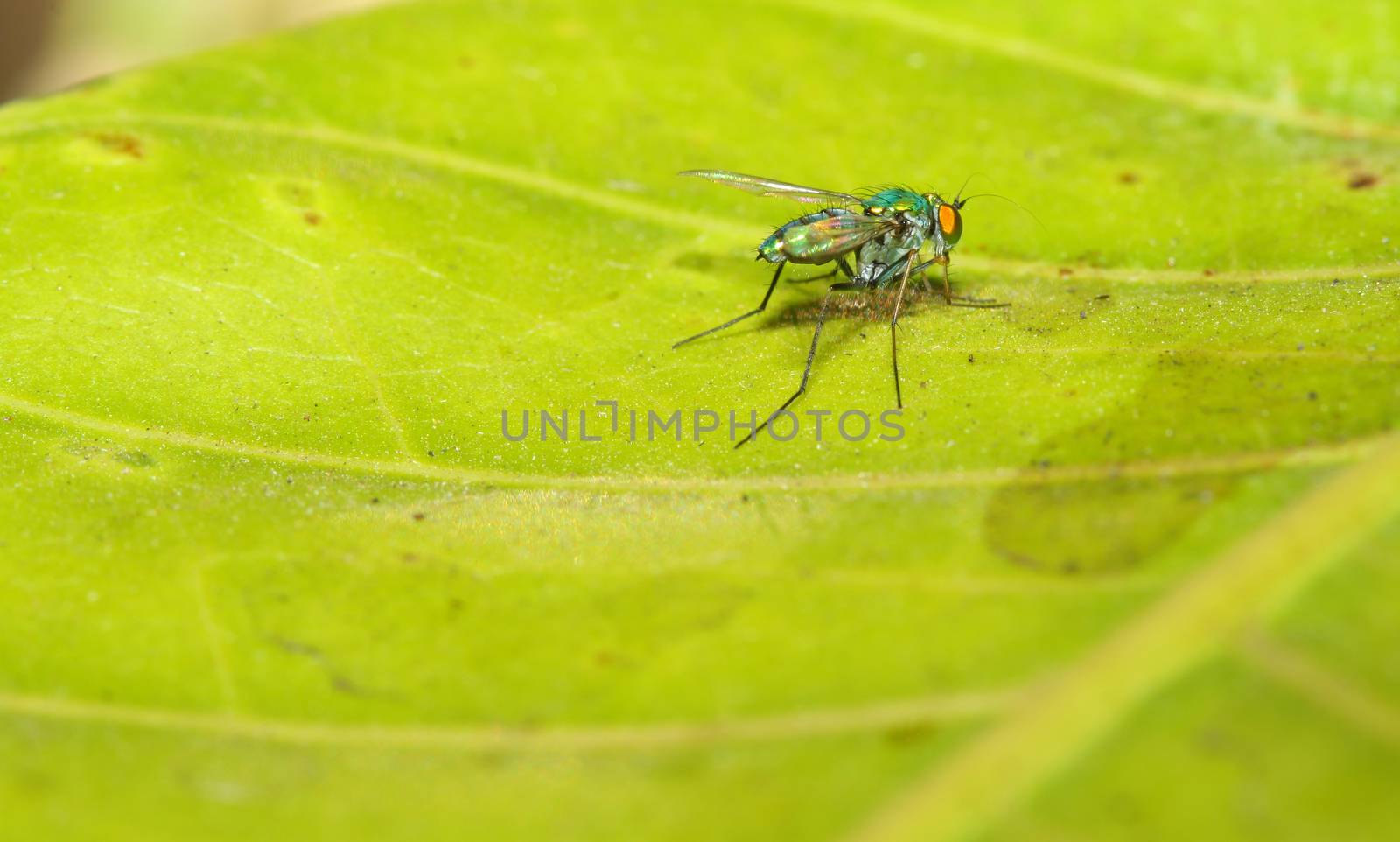 green fly on leaf by pumppump