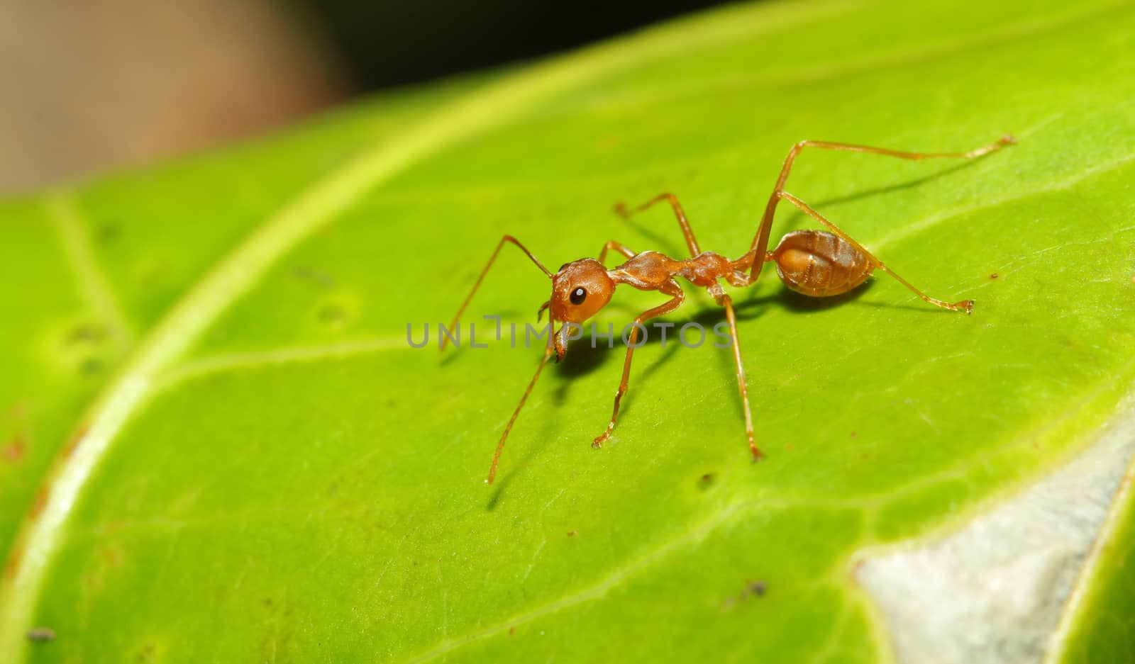 Red ant on leaf by pumppump