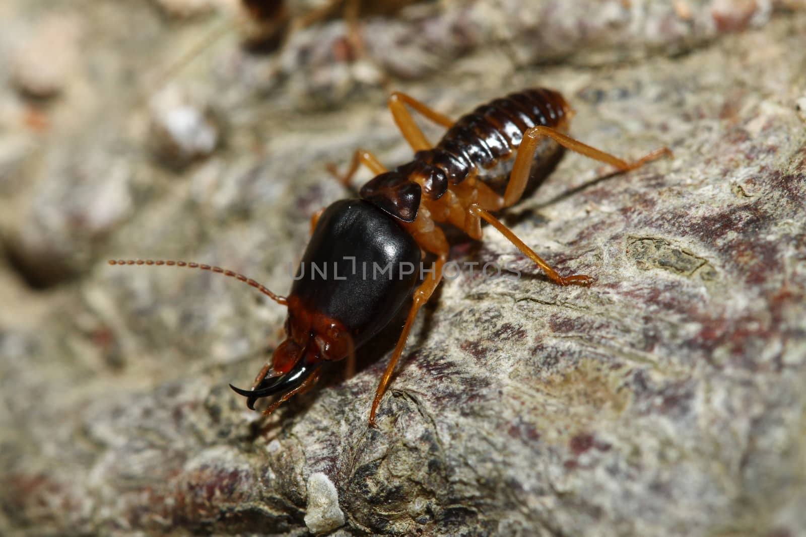 the soldier termite of soil eaters by pumppump