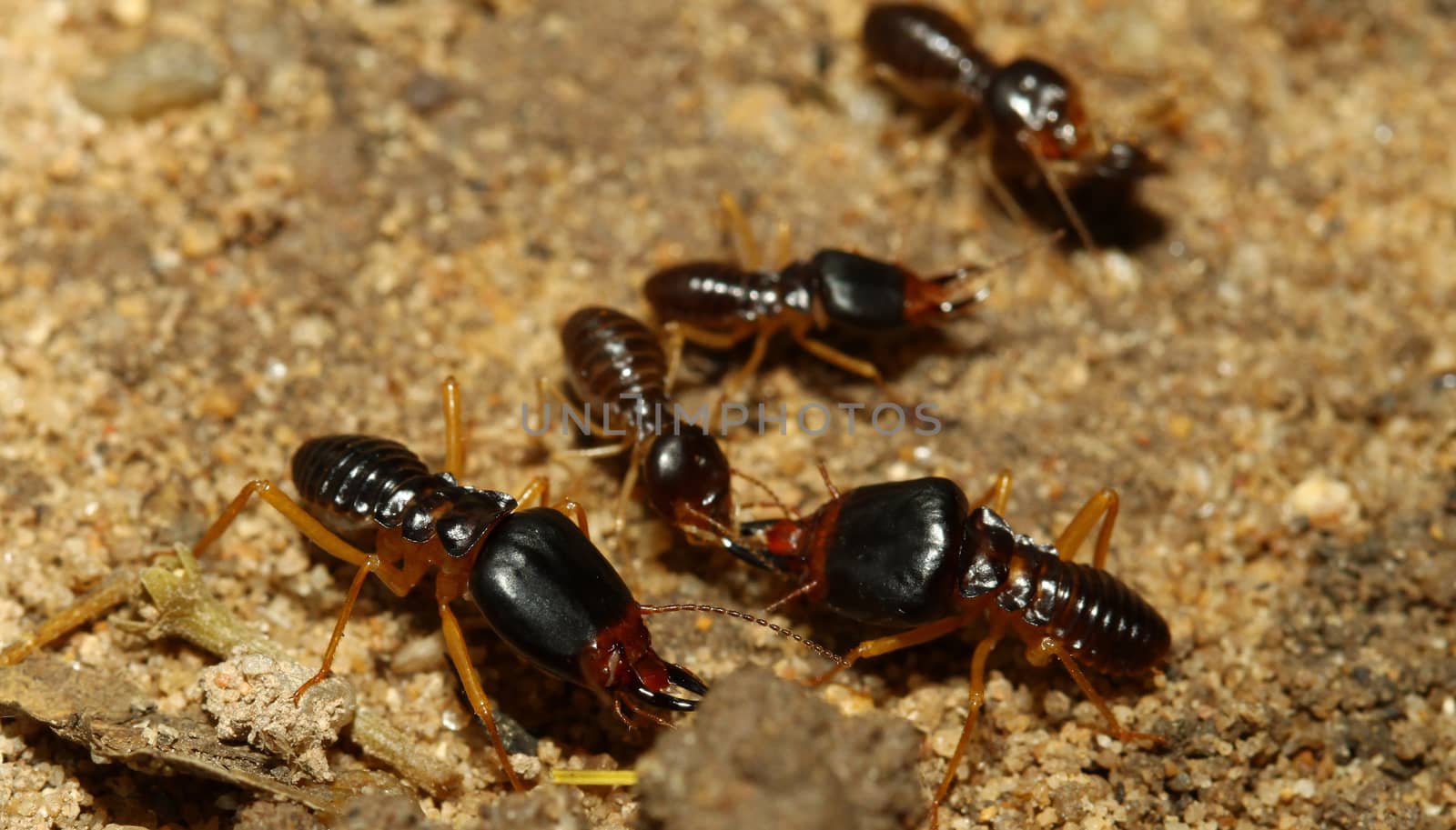 the soldier termite of soil eaters